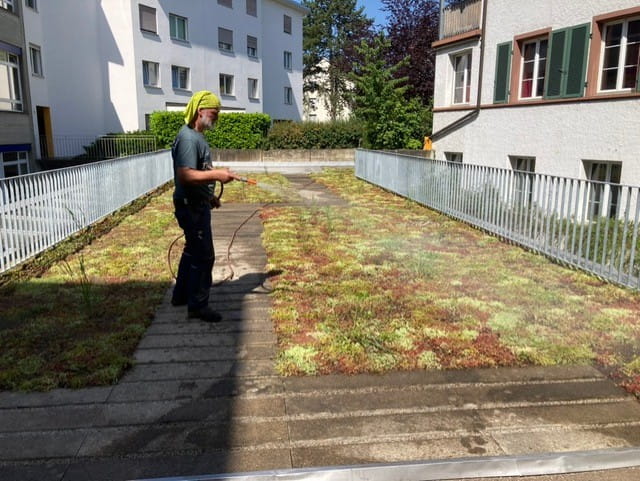 Dachbegrünung Gartenbau