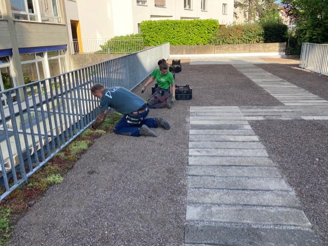 Flachdachbegrünung in Birsfelden