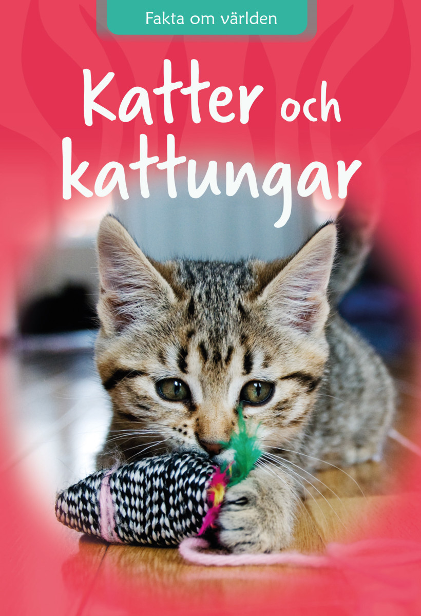 Katter och kattungar
