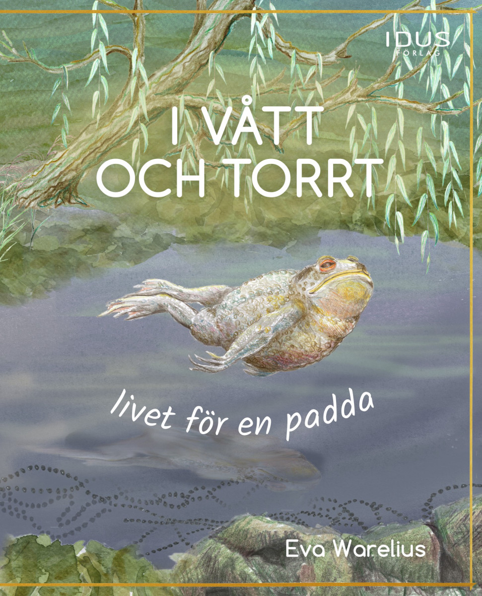 I vått och torrt - Livet för en padda
