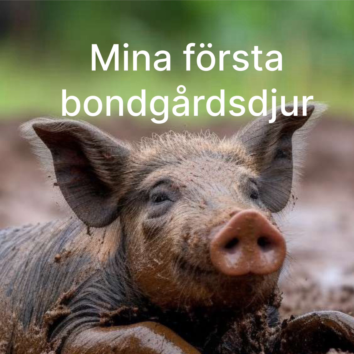 Mina första bondgårdsdjur
