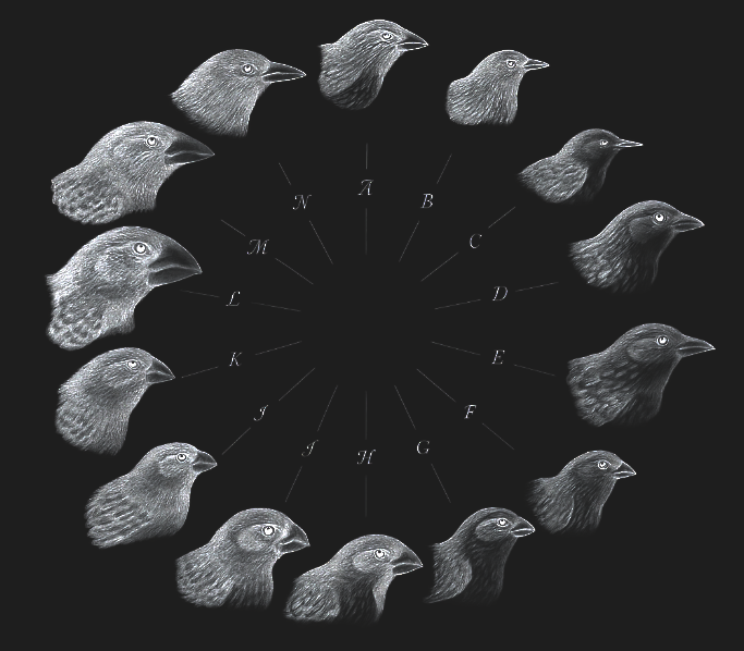 Darwin's finches — varied beak morphologies across Galápagos island species, illustrating how ecological context shapes functional form