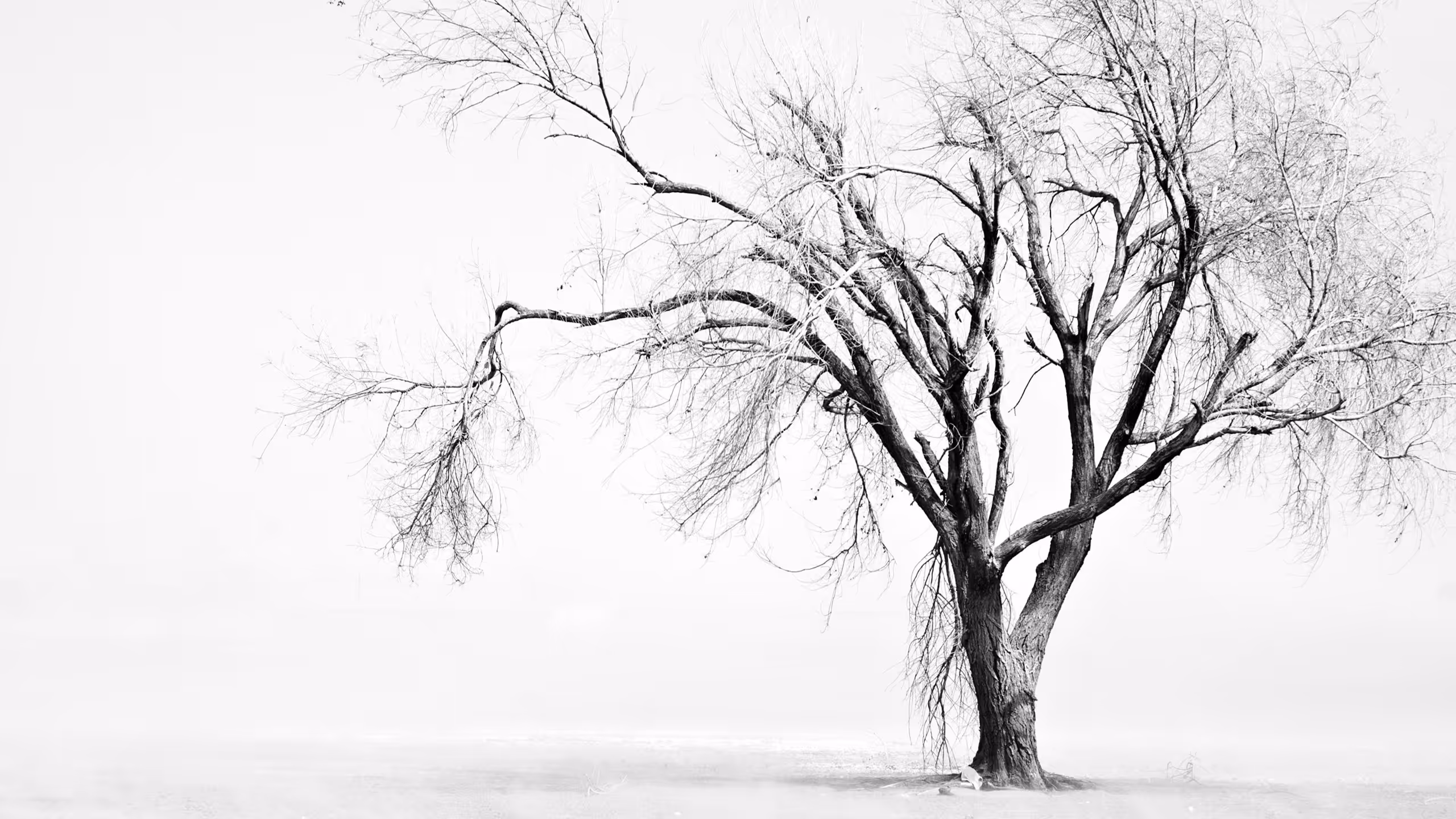 Bare winter tree against white sky, showing full branching structure — roots, trunk, and canopy shaped entirely by environmental conditions including wind, light, soil, and surrounding vegetation.
