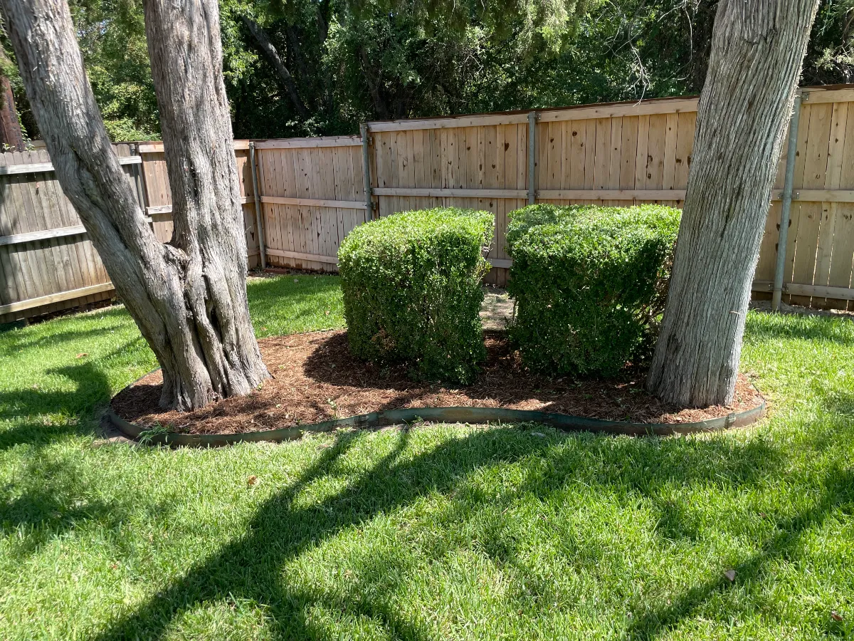 Trimmed shrubs and mulched landscape bed between mature trees and wooden fence