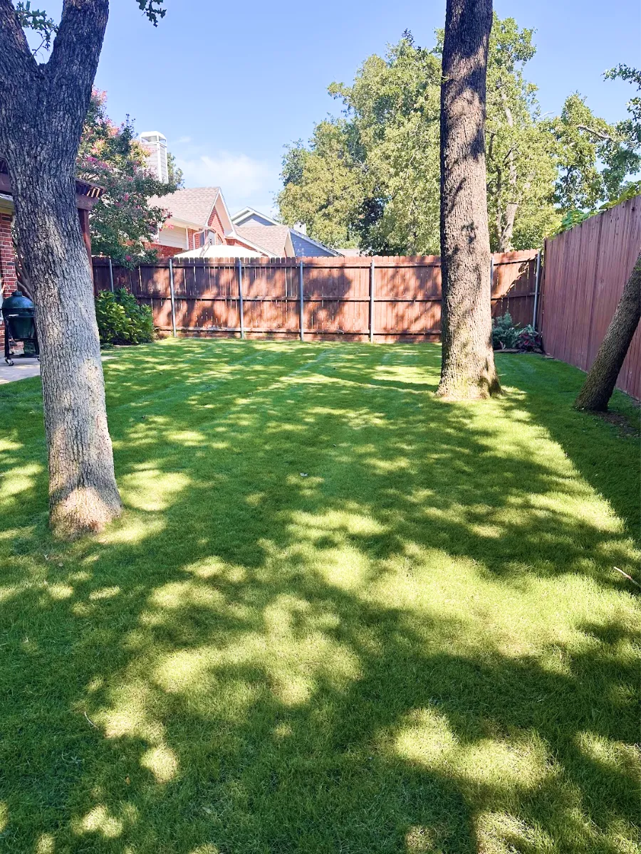 Shaded backyard lawn with healthy green grass and mature trees