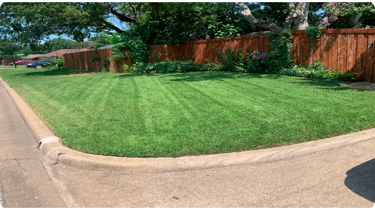 Freshly maintained residential lawn with neatly mowed grass and wooden privacy fence