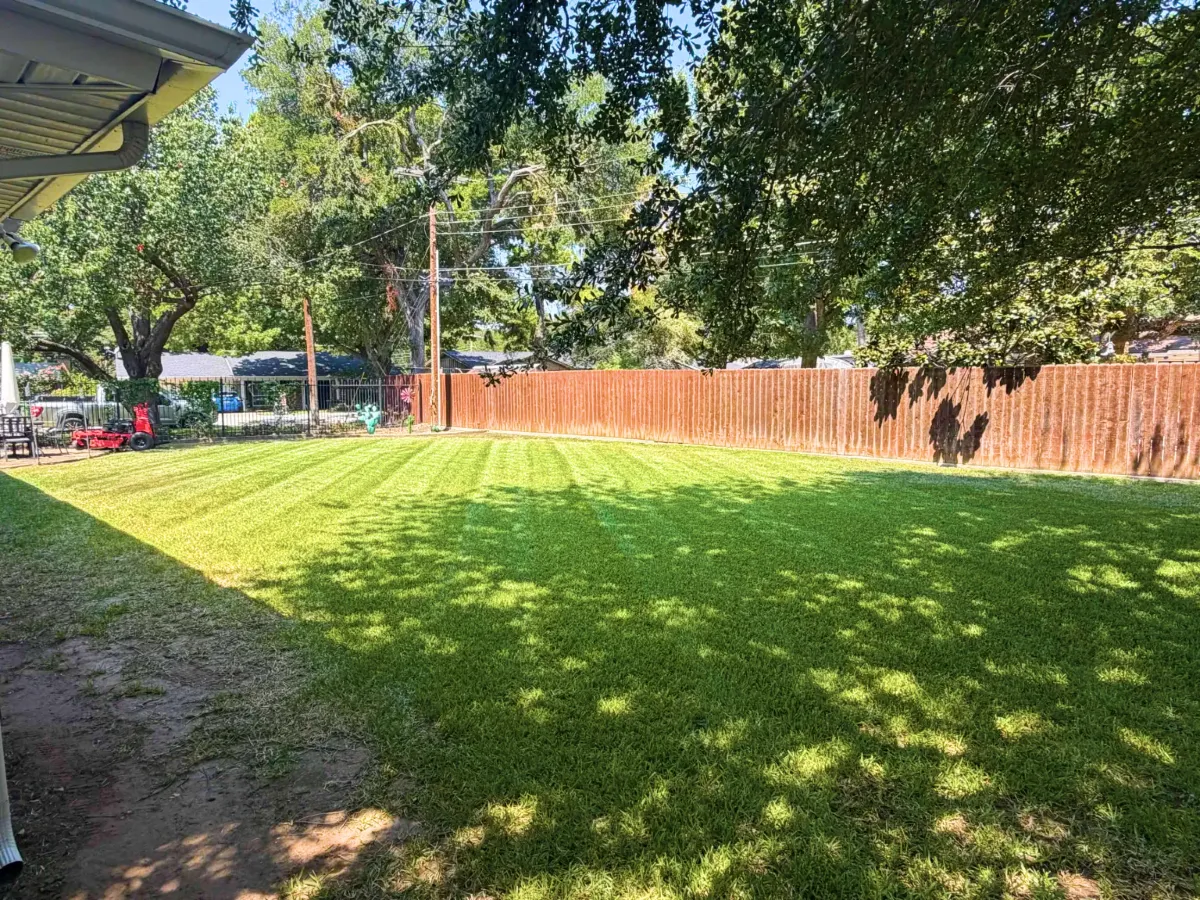 Green residential backyard lawn with mature shade trees and wooden privacy fence