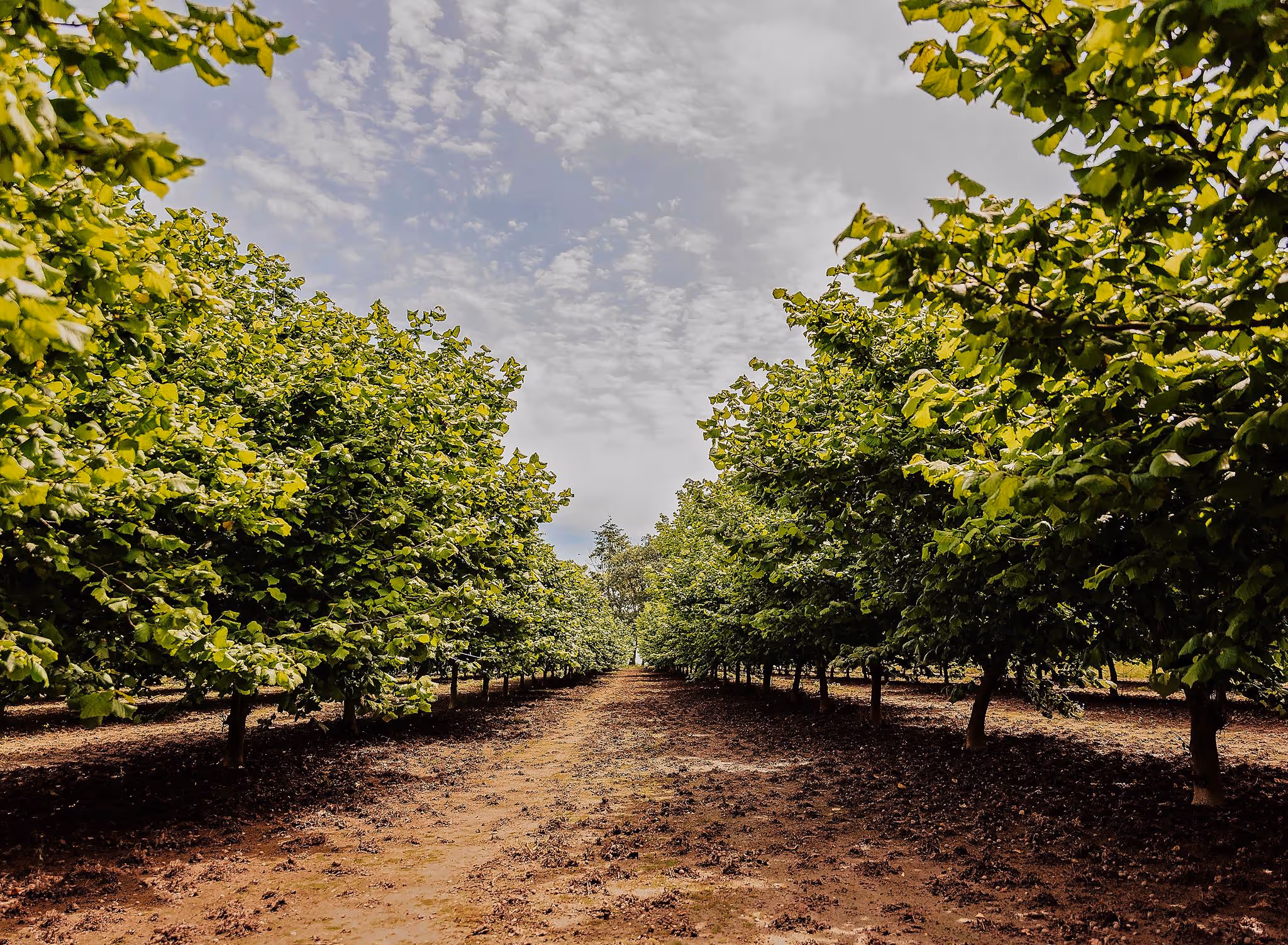 Symmetrical rows of lush green trees in an orchard under a partly cloudy sky.