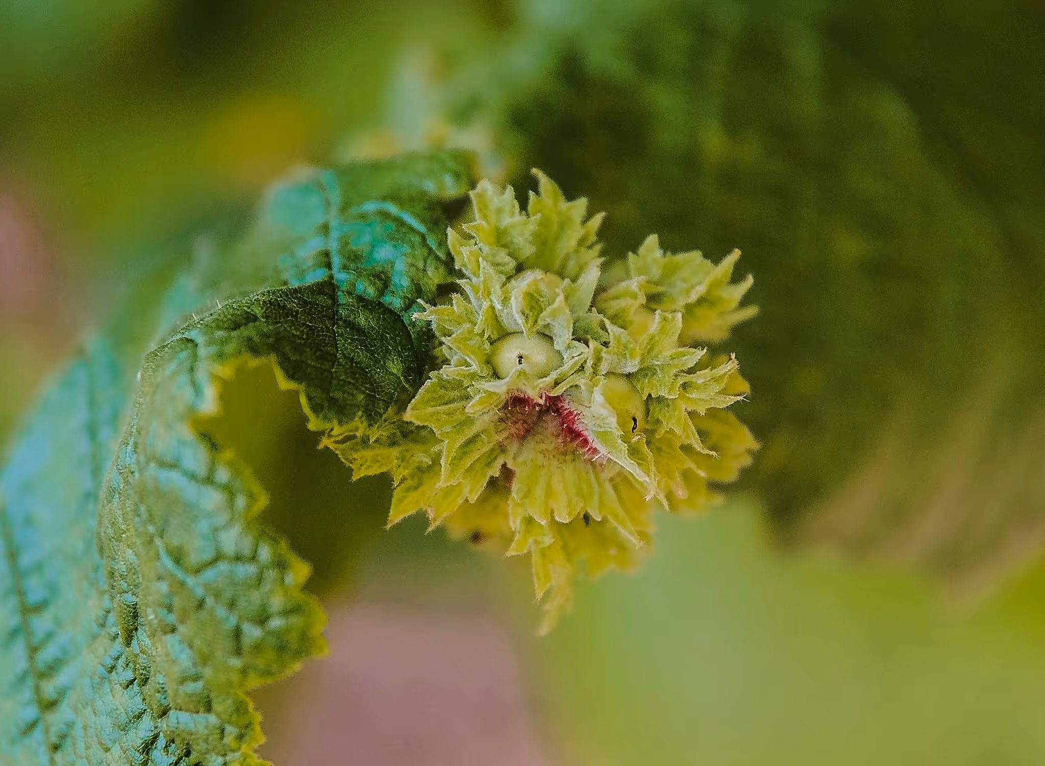 Close-up of green hazelnuts partially covered by leafy husks on a branch with blurred green background.