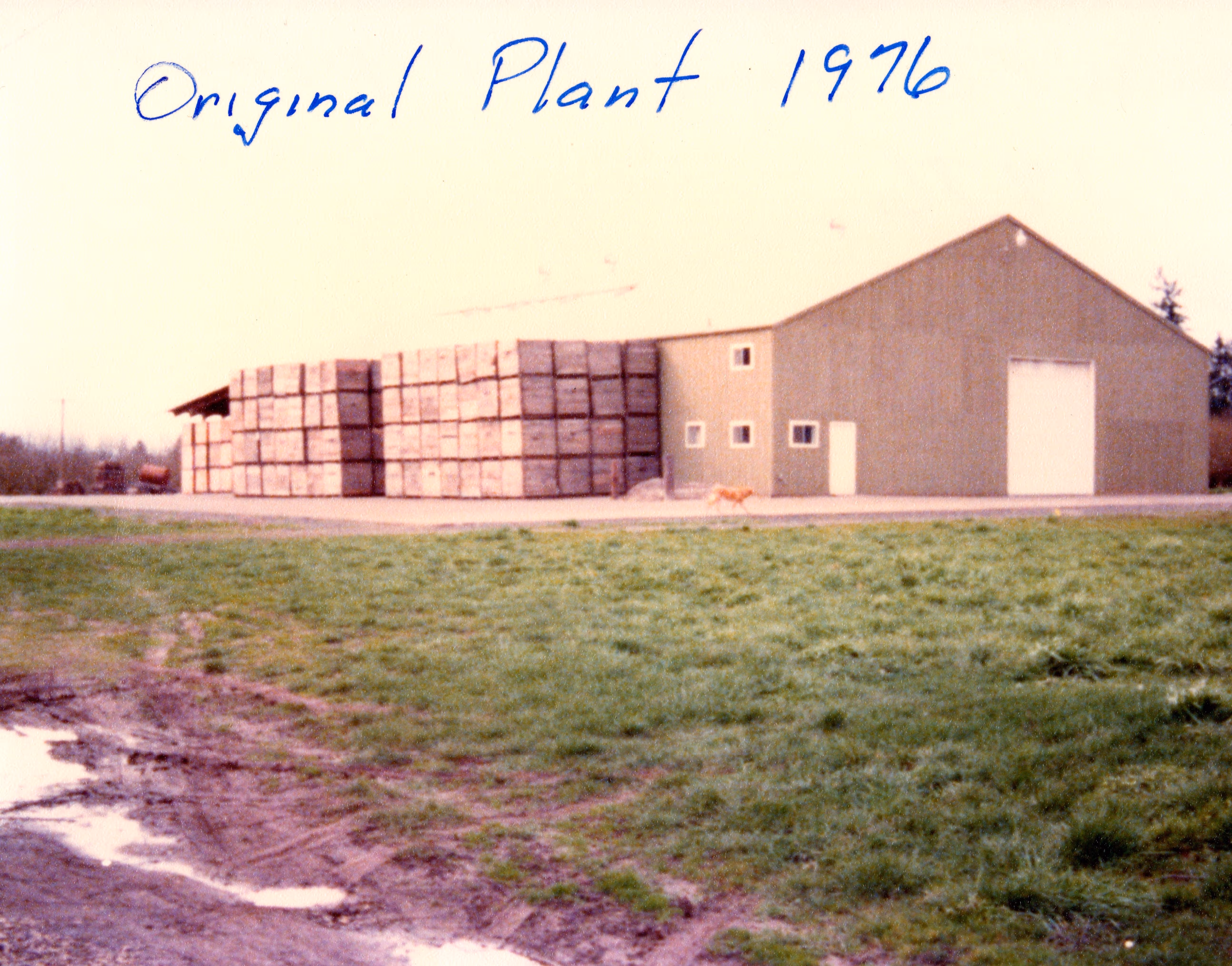 1976 photo of a warehouse building with stacks of large wooden crates outside on a concrete area, grassy foreground with muddy patches, and a dog walking near the crates.