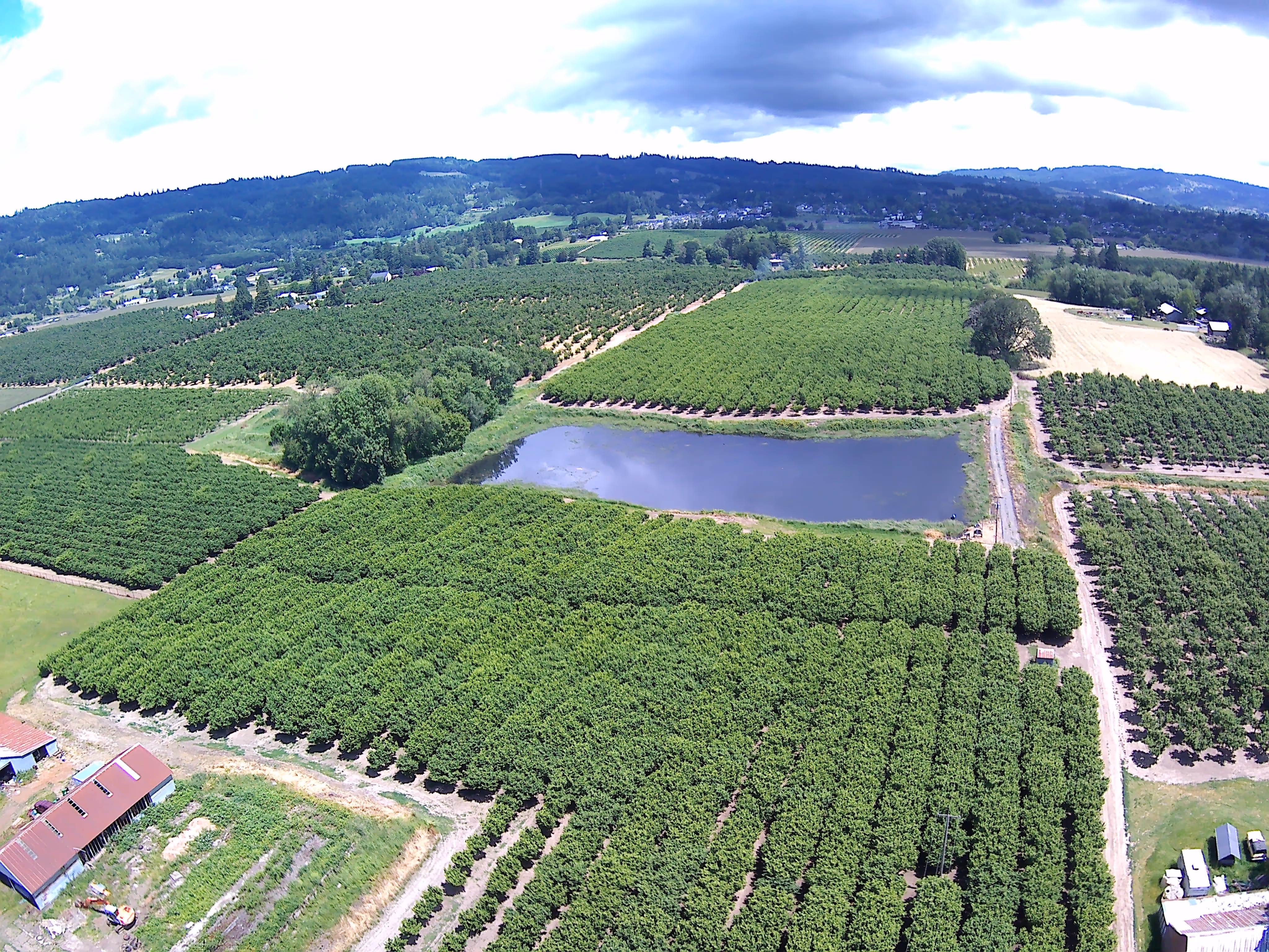 Aerial view of lush green orchards surrounding a small pond with hills and scattered houses in the distance.