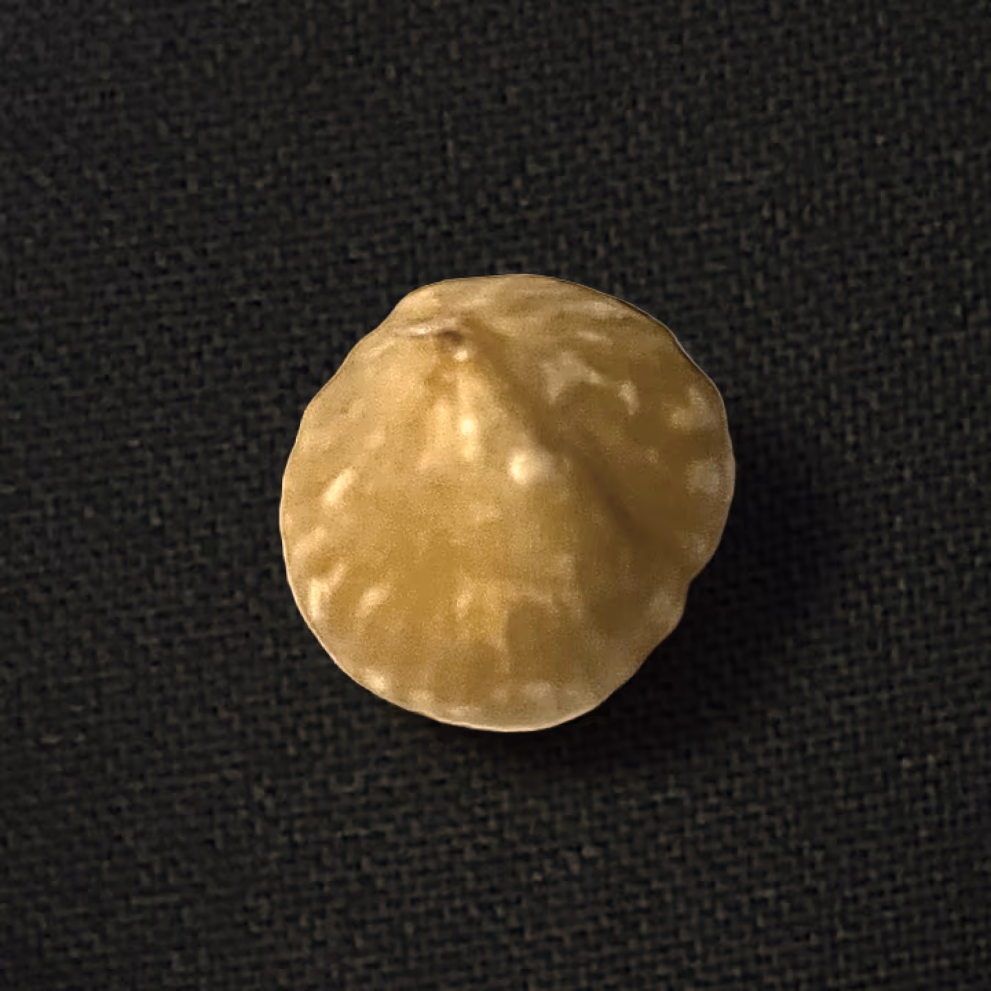 Single brown hazelnut with a pointed top on a black textured fabric background.