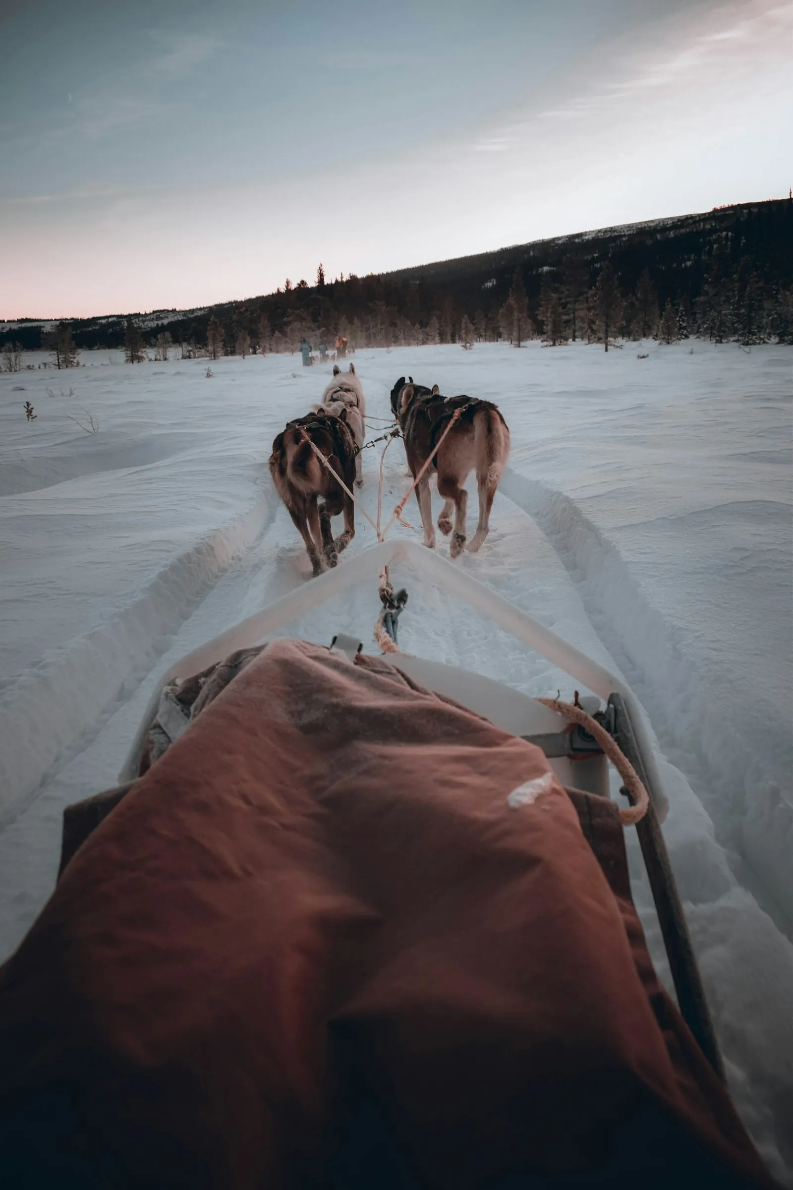 Husky