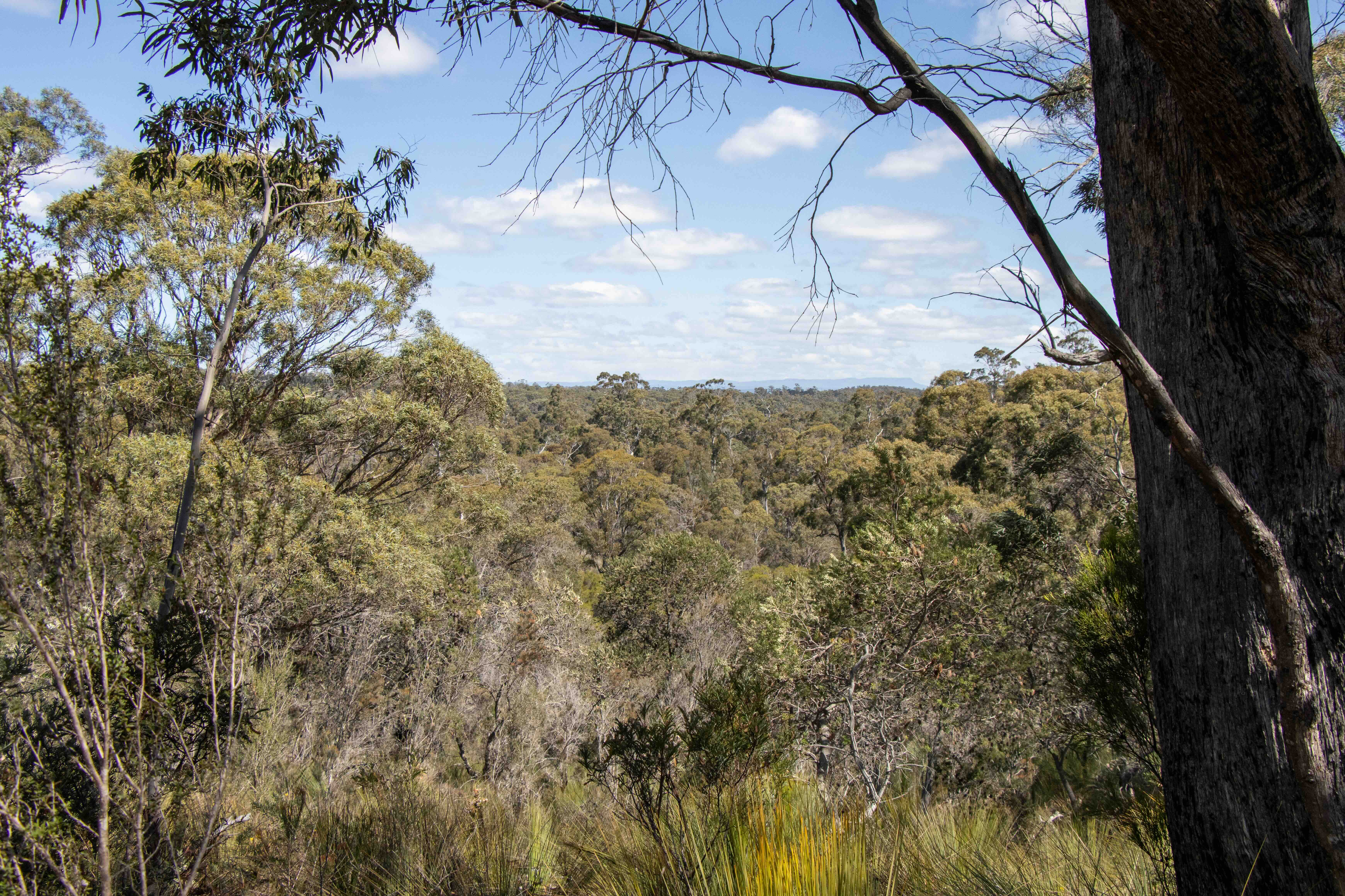 Dense forest landscape with tall trees and a partly cloudy blue sky in the background.