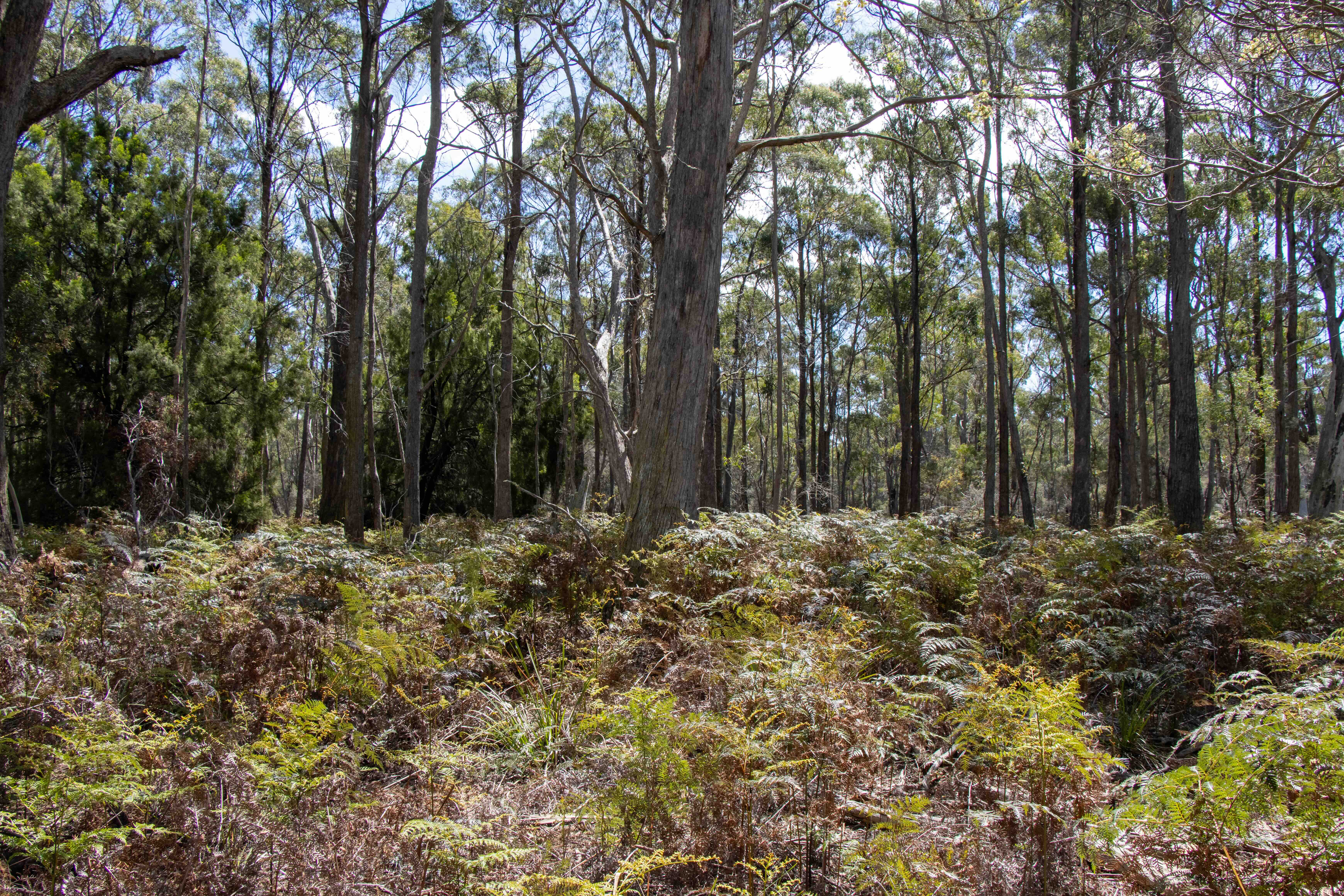 Dense forest with tall trees and green ferns covering the forest floor under a bright sky.