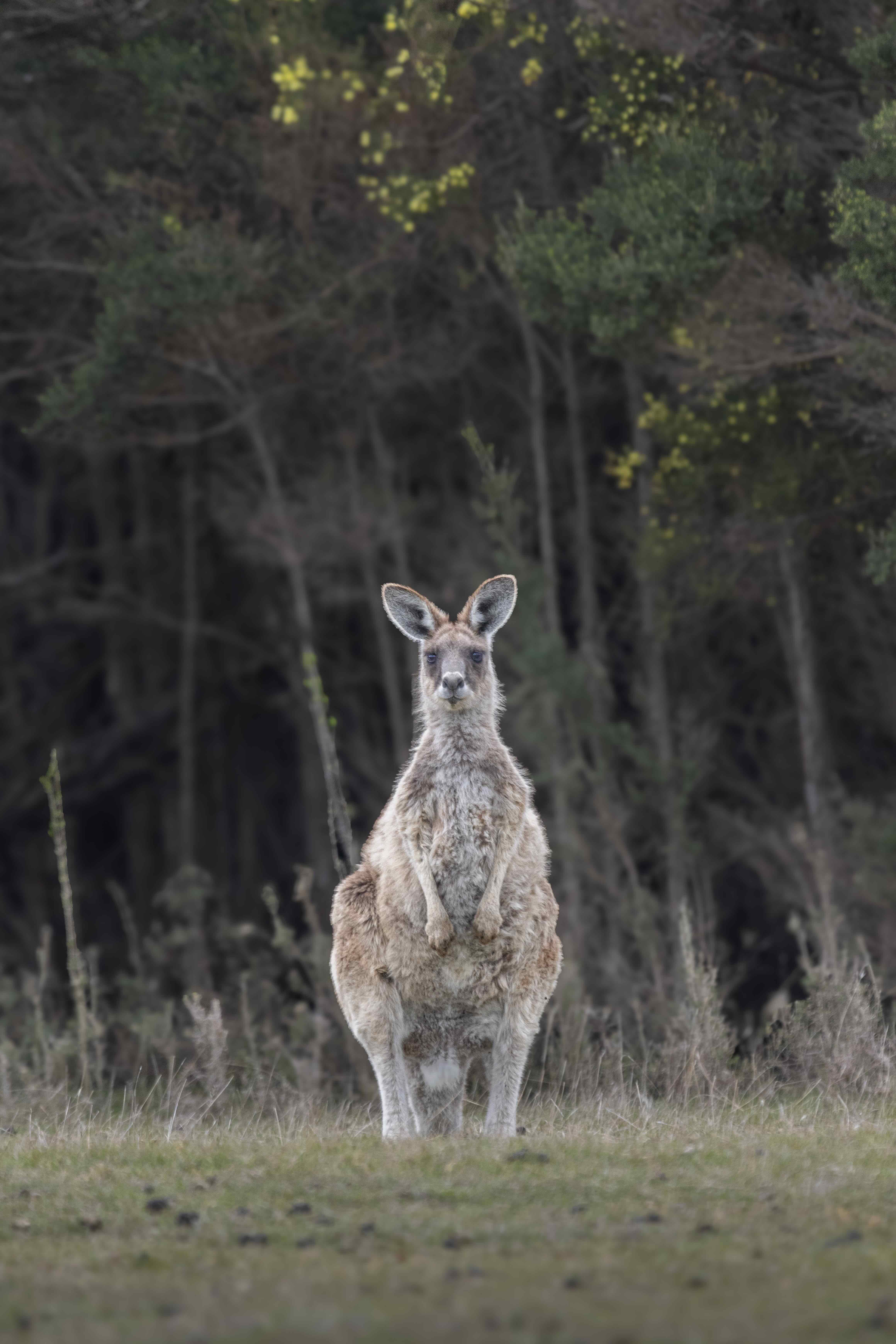 A kangaroo standing upright on grass in front of a dark forest background.