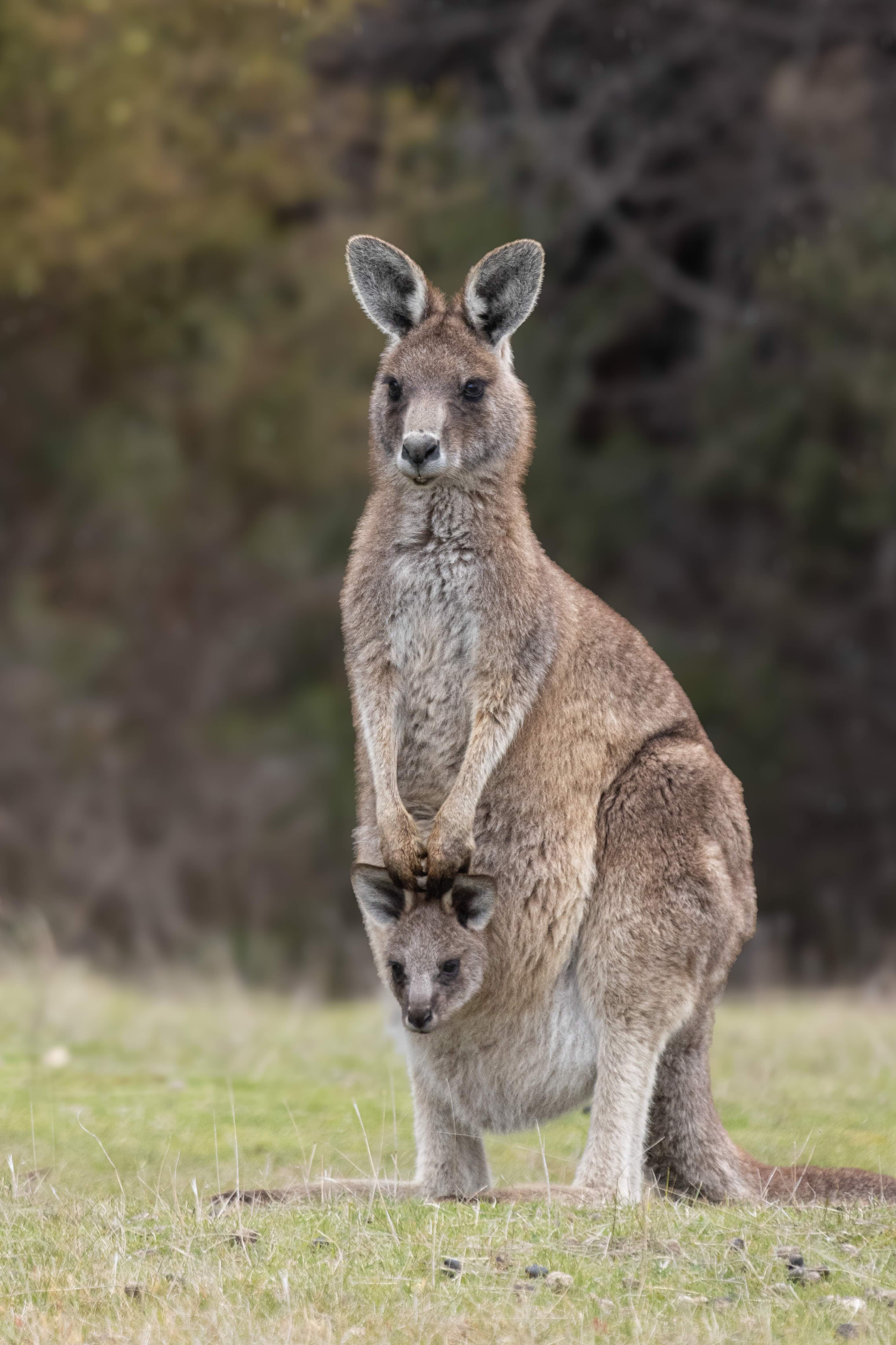 Adult kangaroo standing on grass with a joey peeking out from its pouch against a blurred natural background.