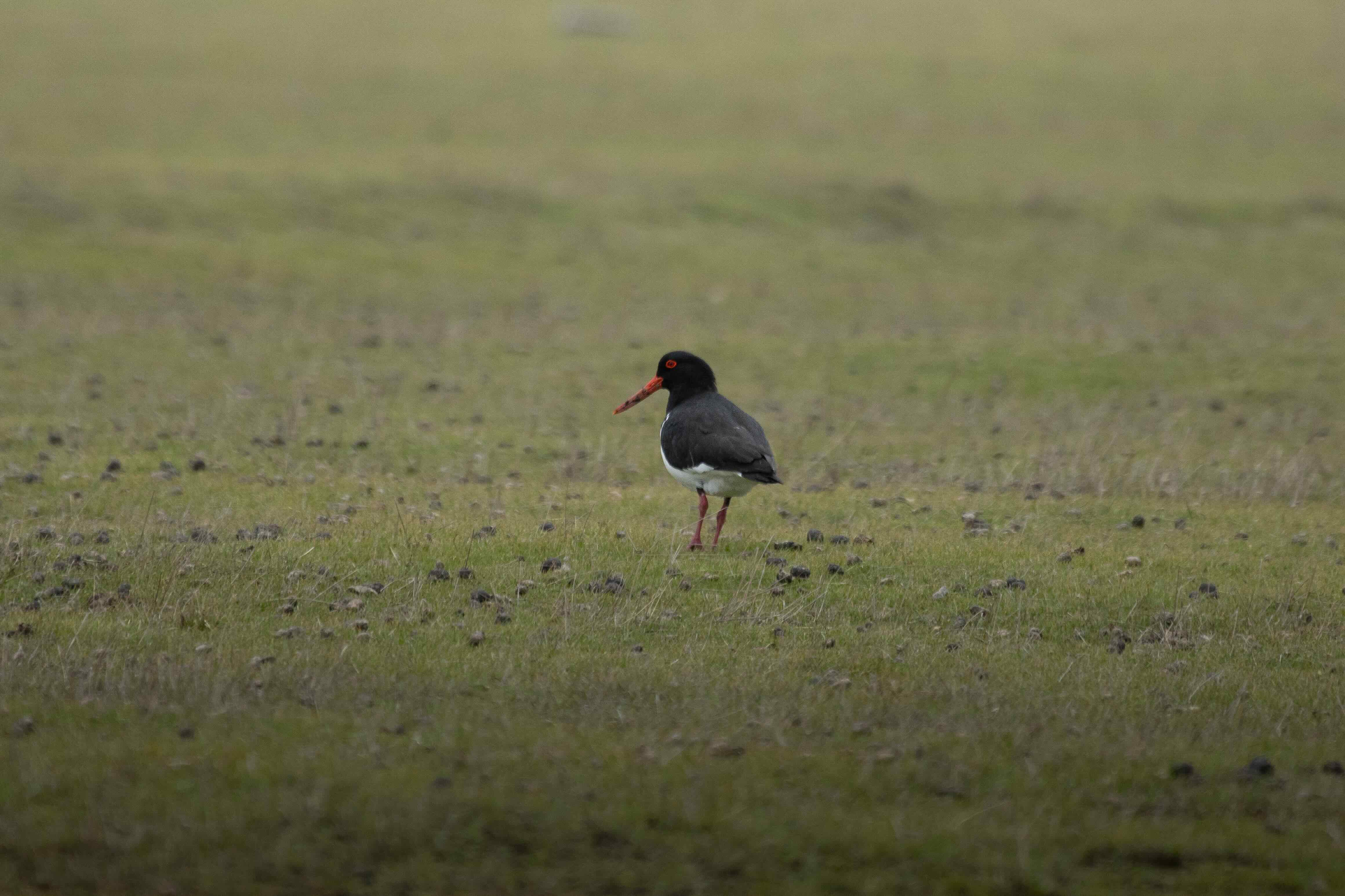 Single black and white bird with red legs and beak standing on grassy field.