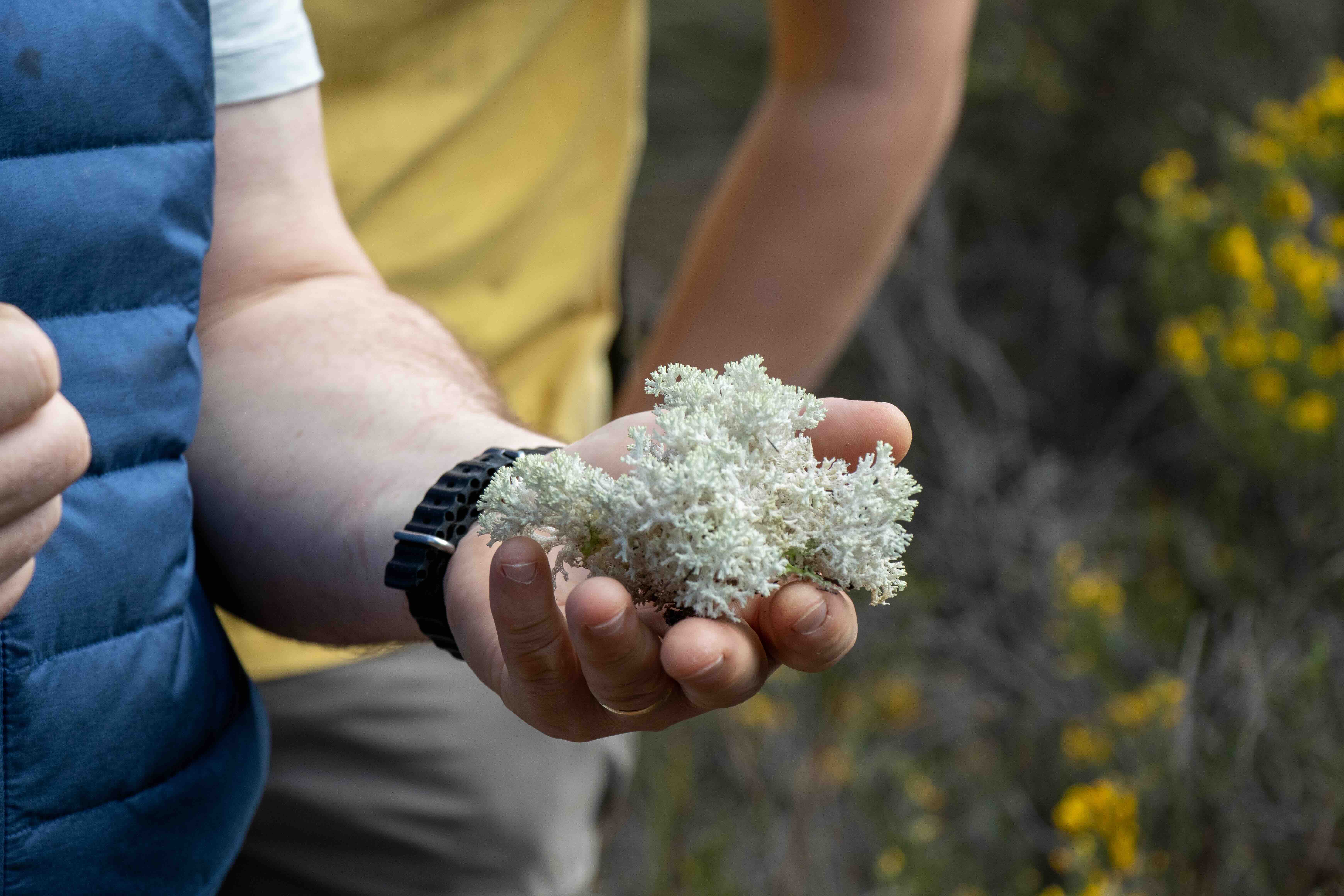 A person holding a clump of light-colored, fluffy lichen outdoors with blurred yellow flowers in the background.