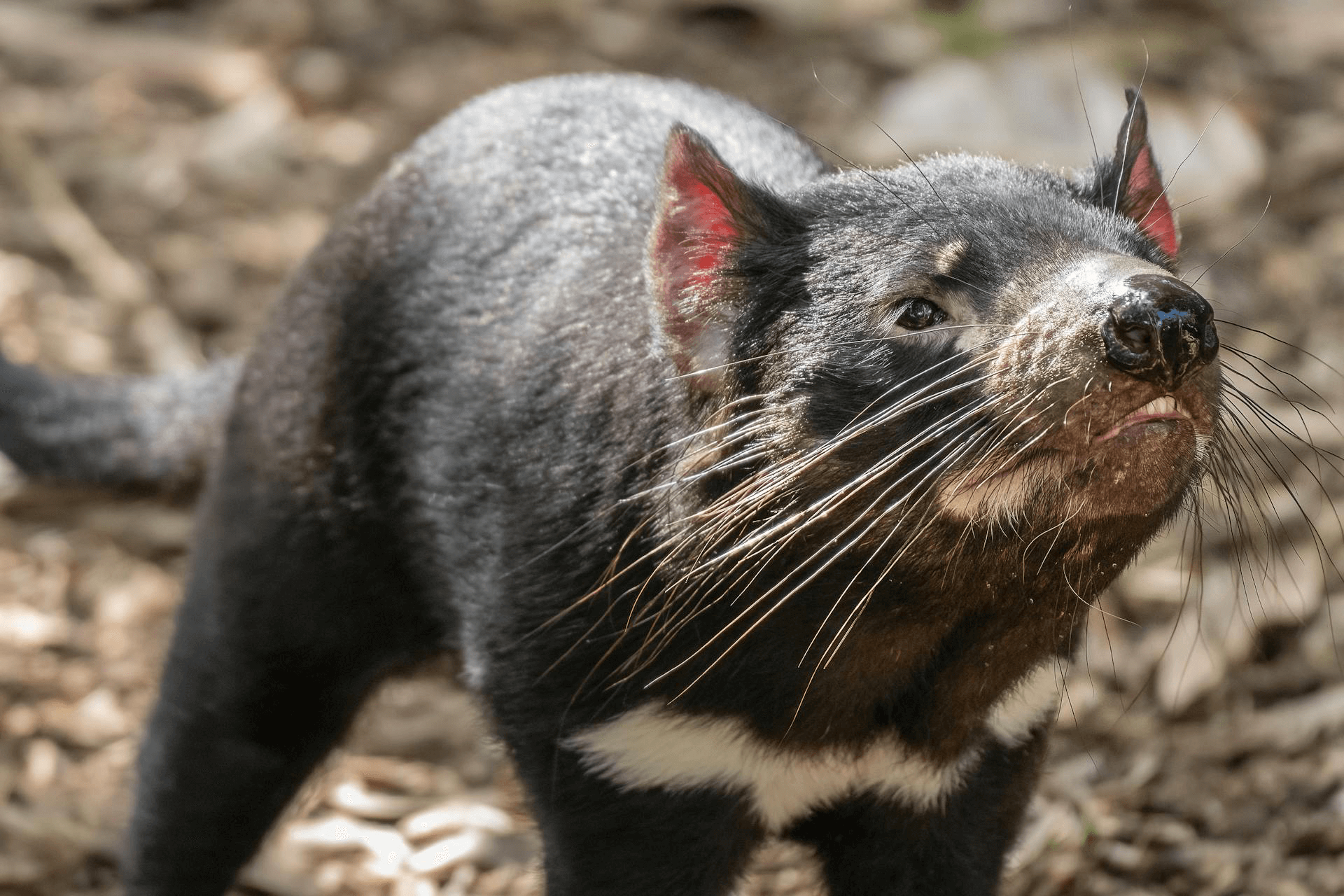 Close-up of a Tasmanian devil showing its whiskers and black fur with a white patch on its chest.