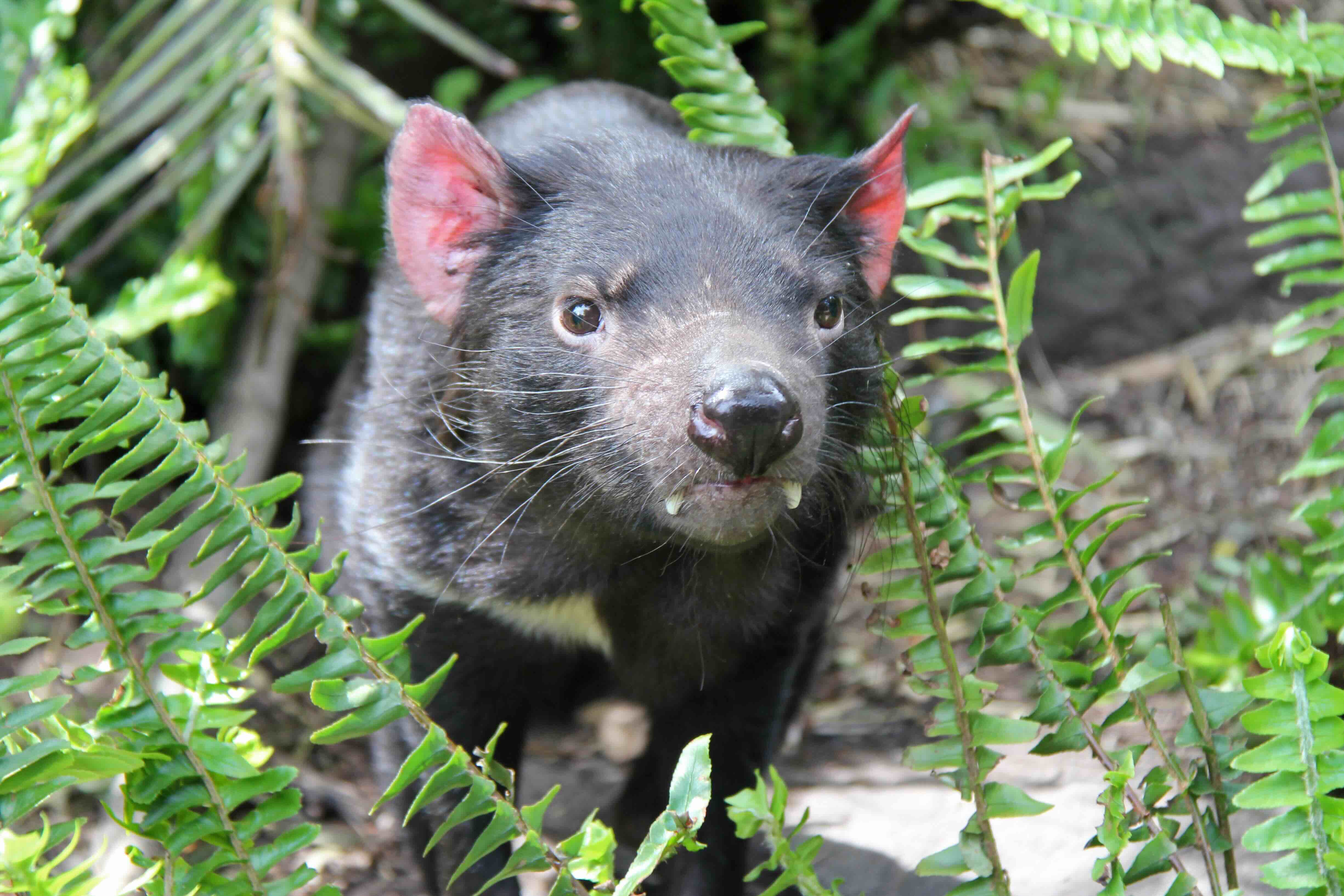 Aerial view of a single-story house with solar panels on the roof, surrounded by green lawn, dirt paths, scattered buildings, and dense forest extending to distant hills under a clear sky.