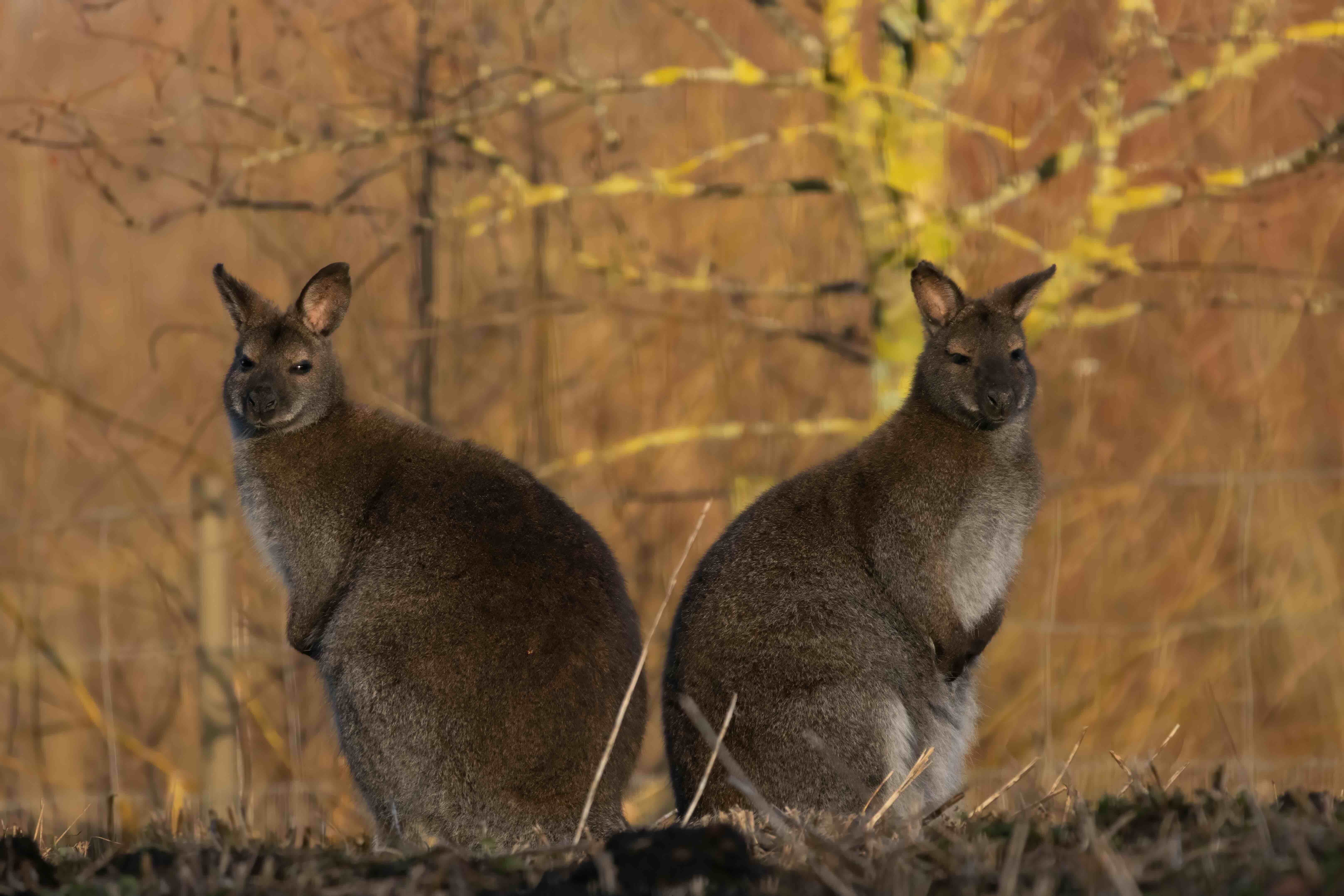 Two wallabies sitting back to back on dry grass with blurred autumn trees in the background.