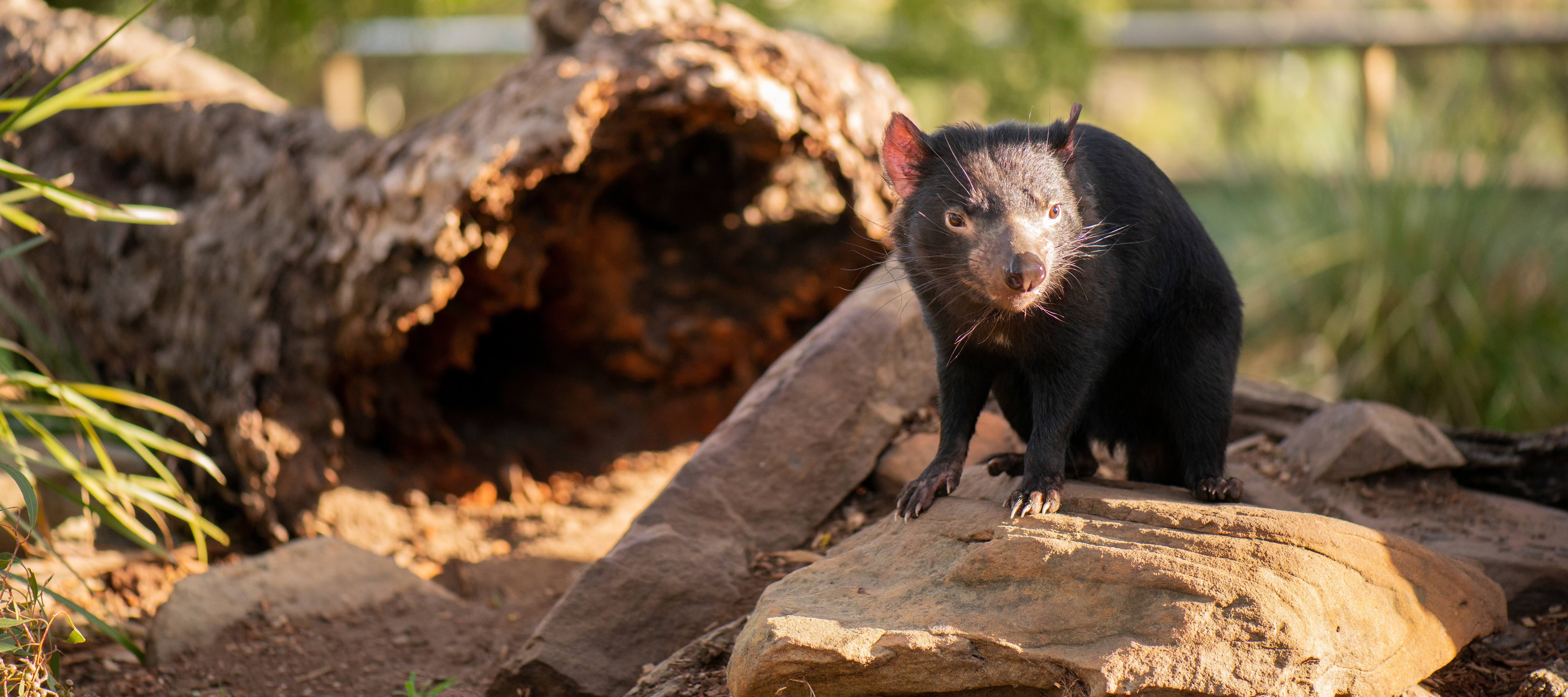 Tasmanian devil standing on a rock with a hollow tree trunk in the background.