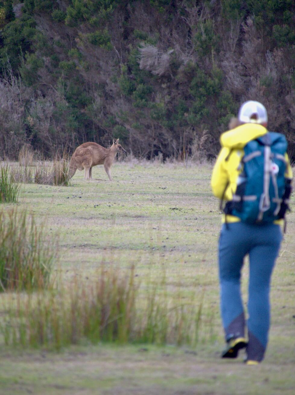 Person wearing a yellow jacket and blue pants with a backpack walking towards a kangaroo in an open grassy area near trees.