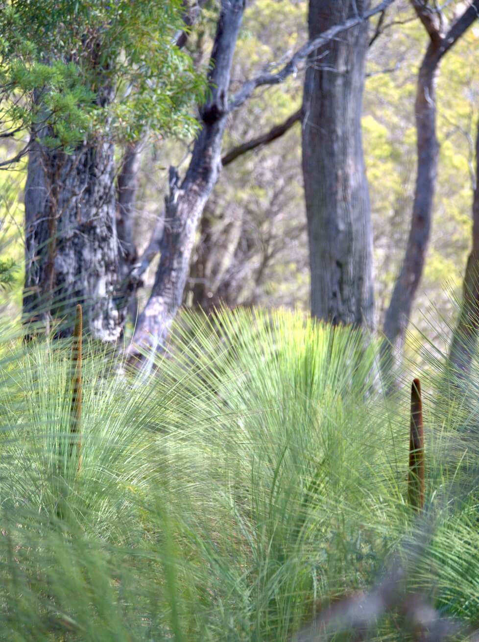 Green grass tree plants with tall black flower spikes in a forest with large tree trunks in the background.