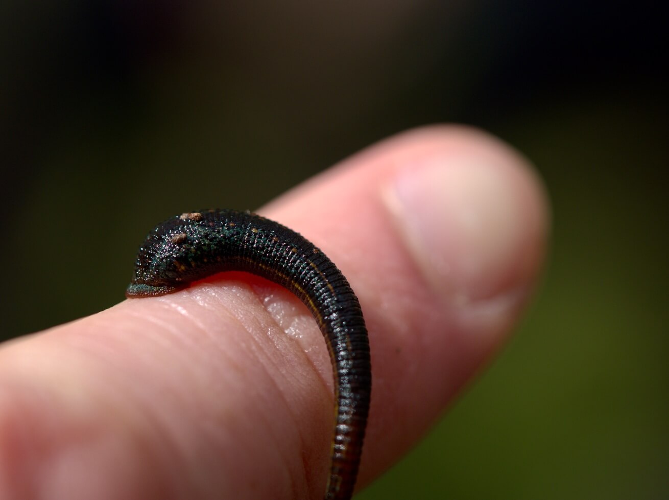 Close-up of a dark segmented leech resting on a person's finger.