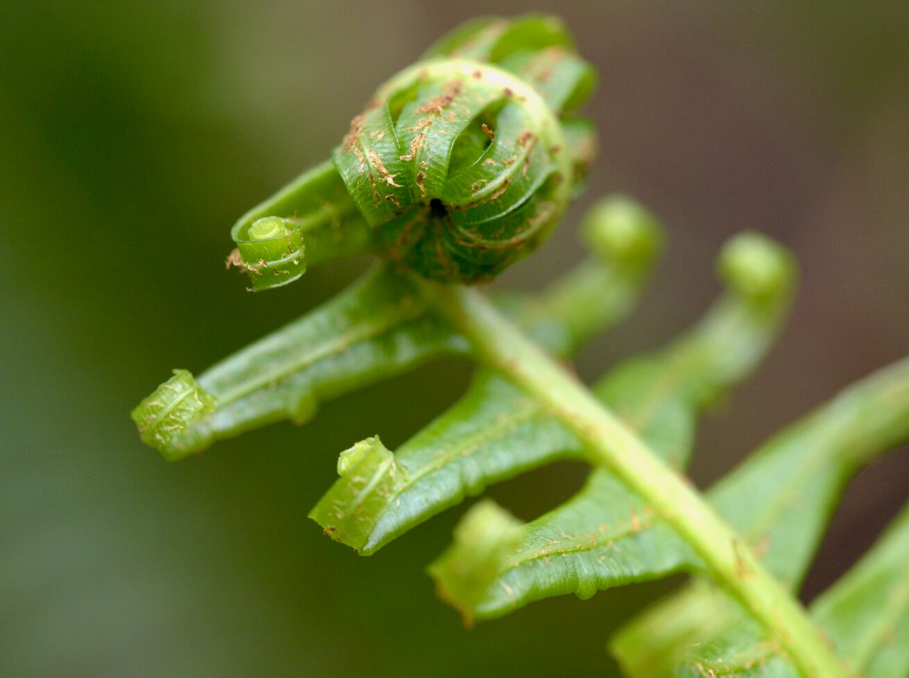 Close-up of a green fern frond with curled tips unfurling.