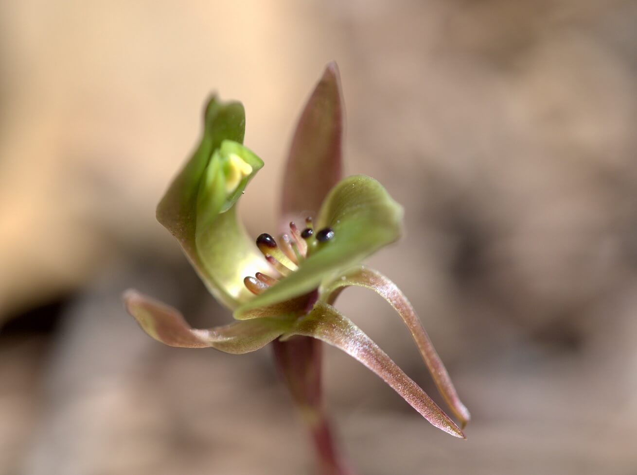 Close-up of a small greenish-brown flower with glossy black and pink stamens against a blurred beige background.