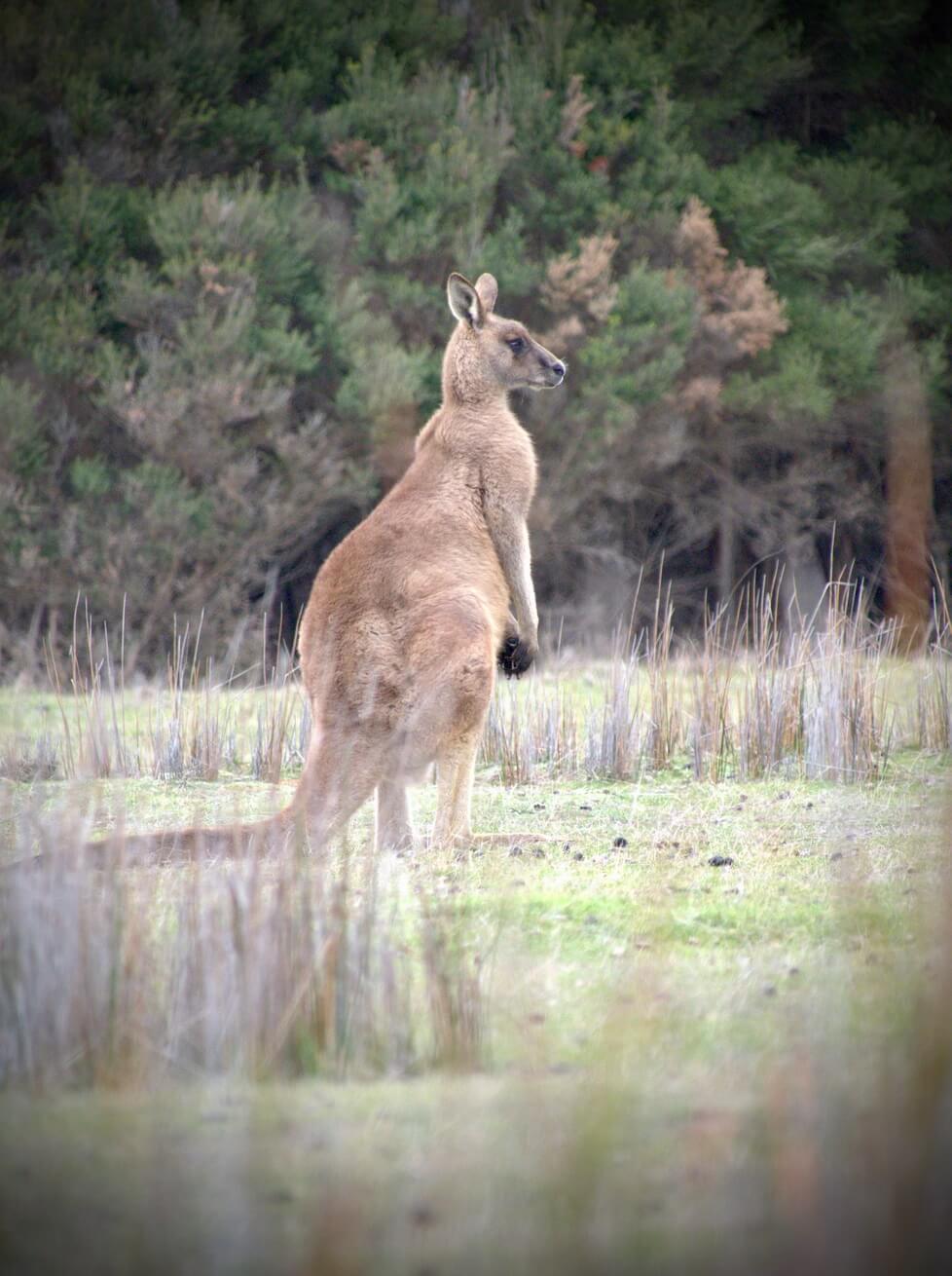 A kangaroo standing on grassy land with trees in the background.