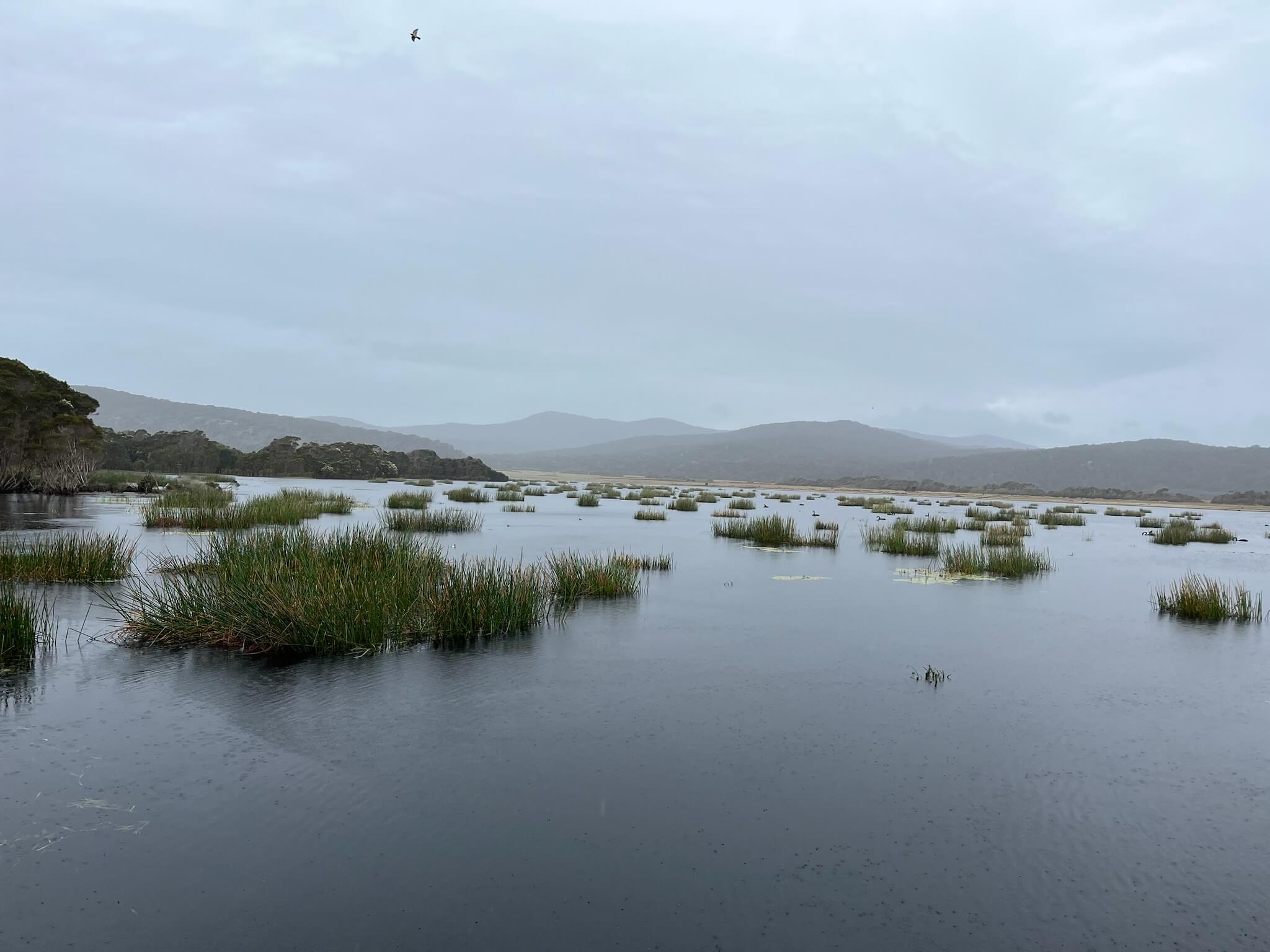Wetland with patches of tall grass in calm water under a cloudy sky, with distant hills in the background.