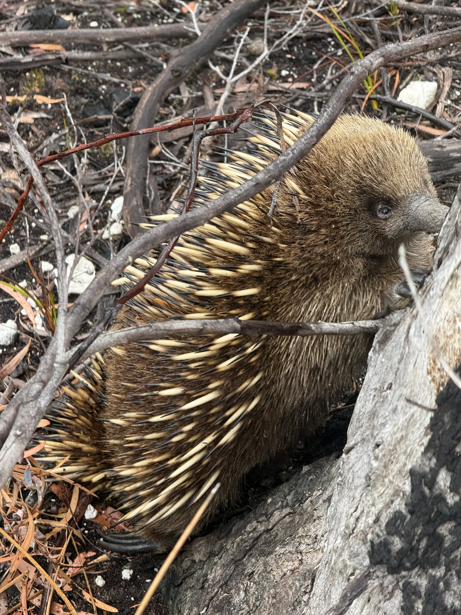 Echidna nestled among branches and leaves against a tree trunk.