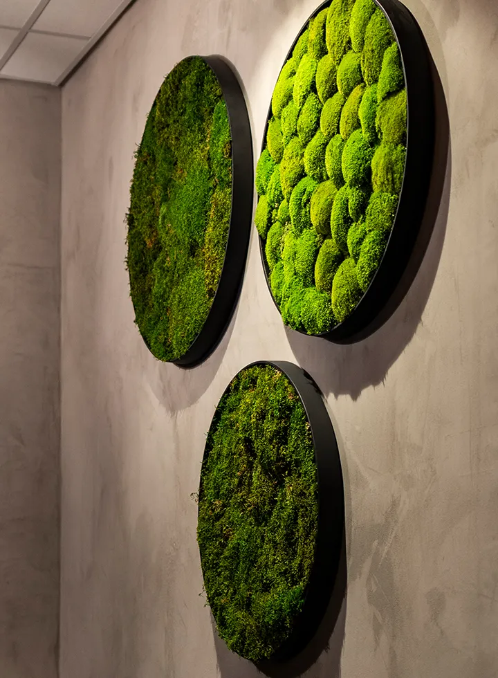 Drie ronde zwarte lijsten met verschillende groene mosstructuren aan een grijze muur.