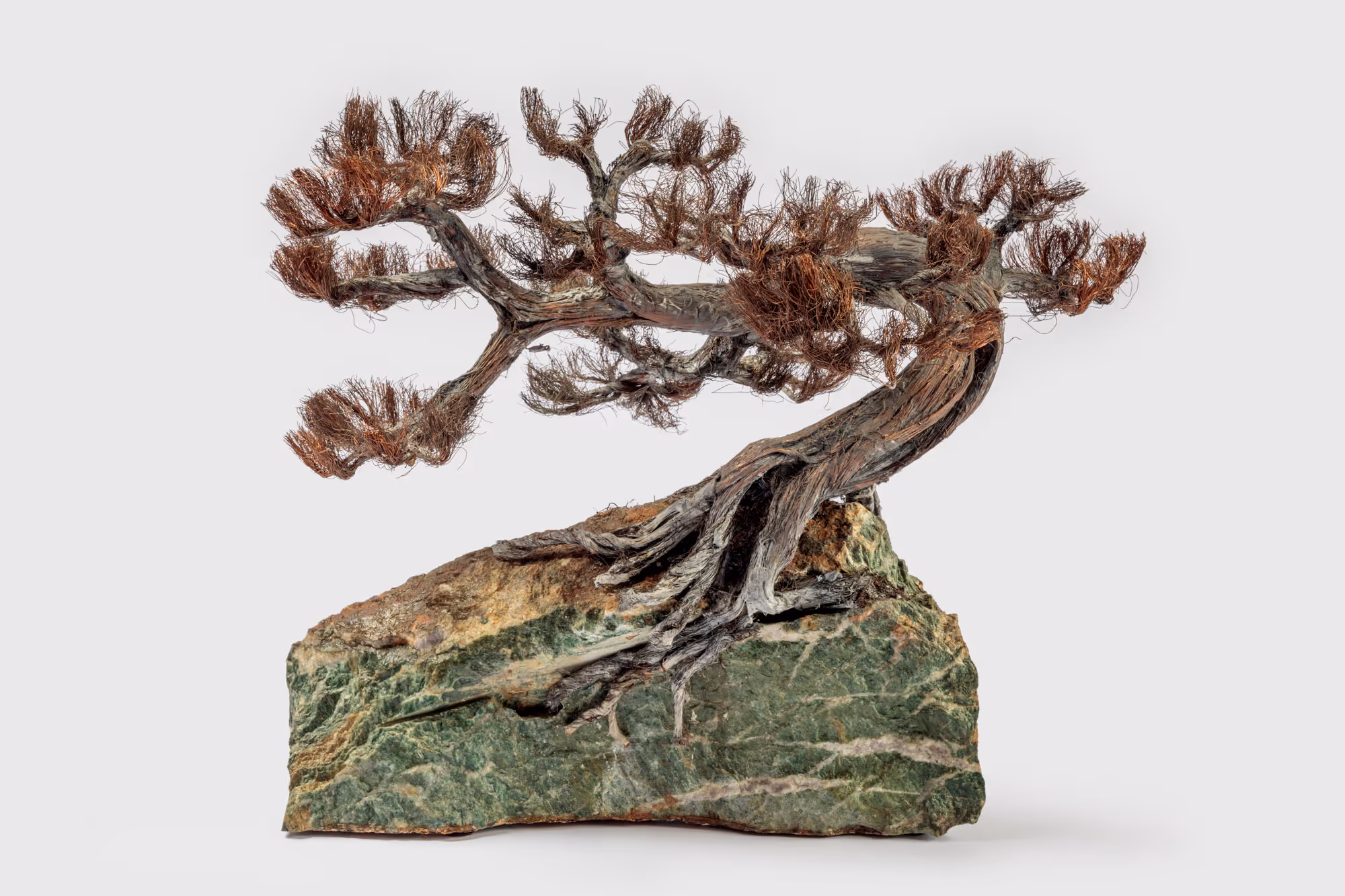 Monterey Cypress Tree