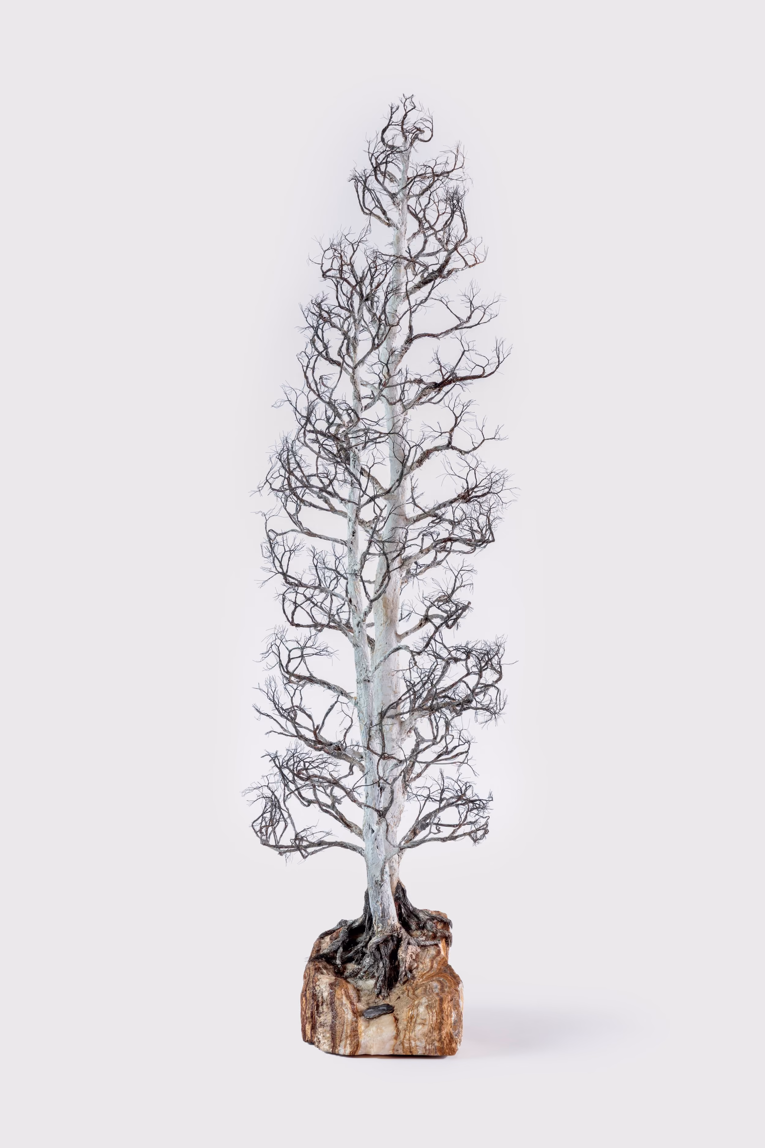 Aspen Tree #1