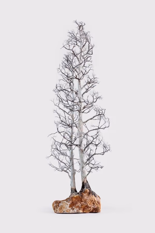 Aspen Tree #1