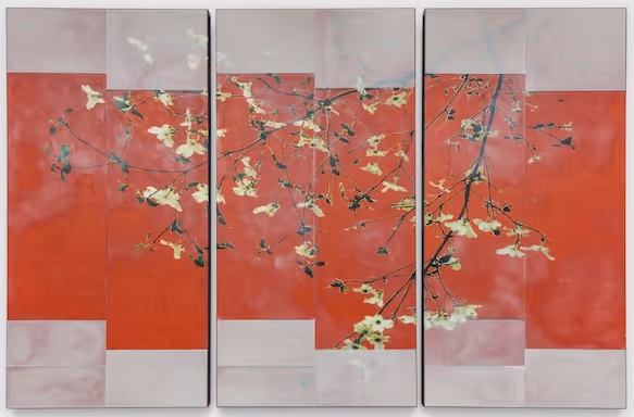 Matucci Trees