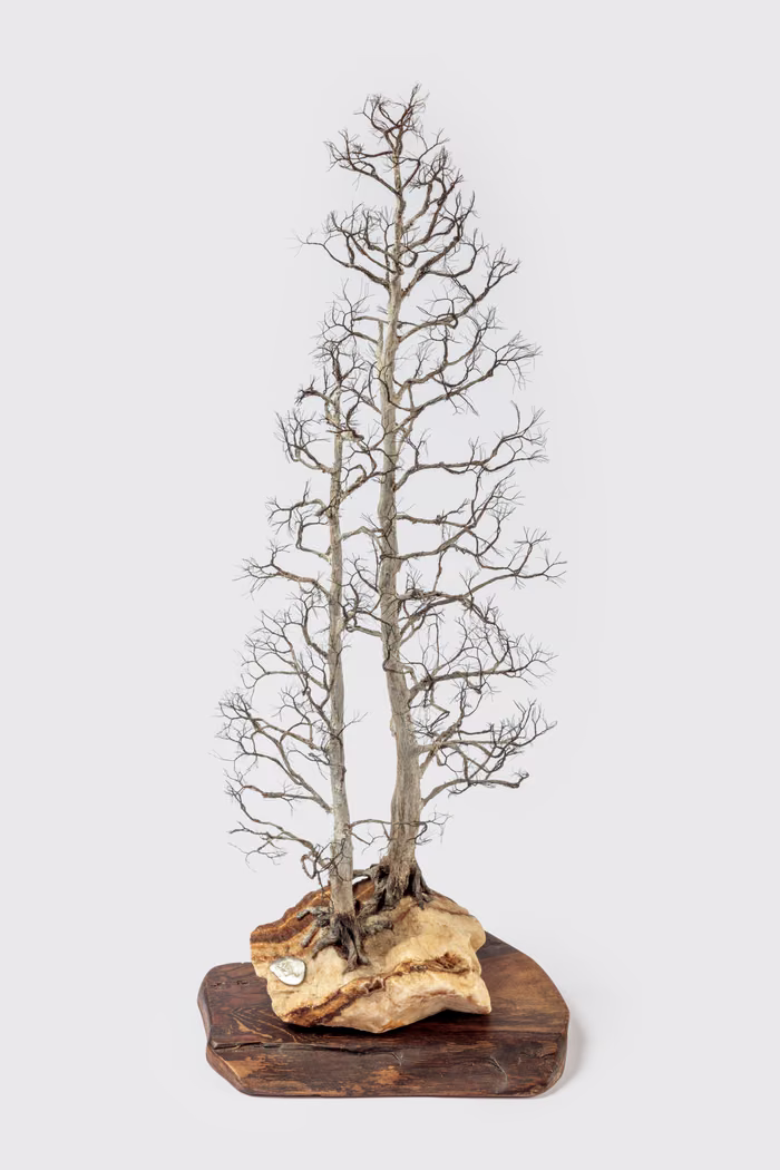 Aspen Tree #2