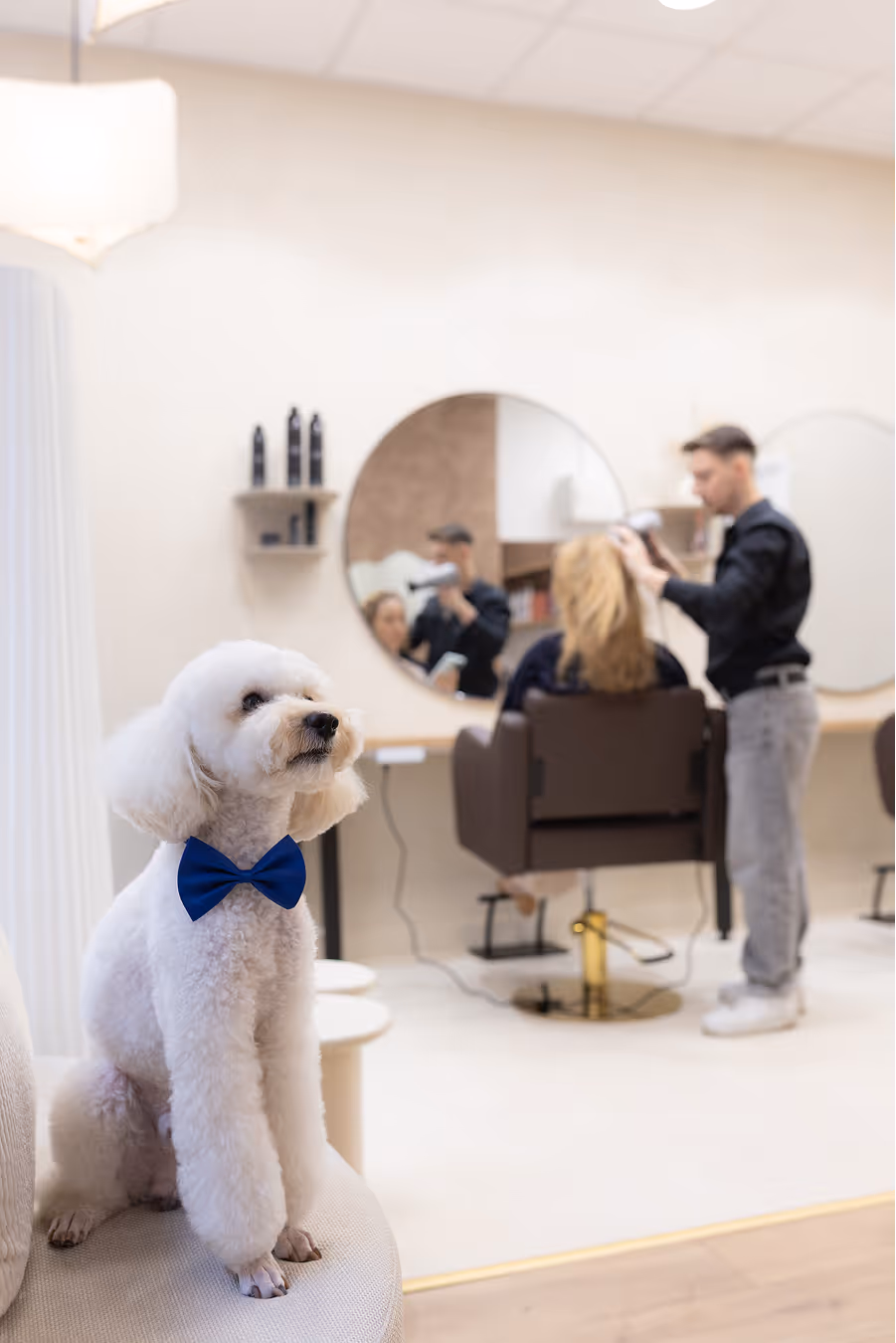 Fehér uszkár kék csokornyakkendőben egy szalon székben ül előtérben, miközben a háttérben egy fodrász egy vendég haját formázza.