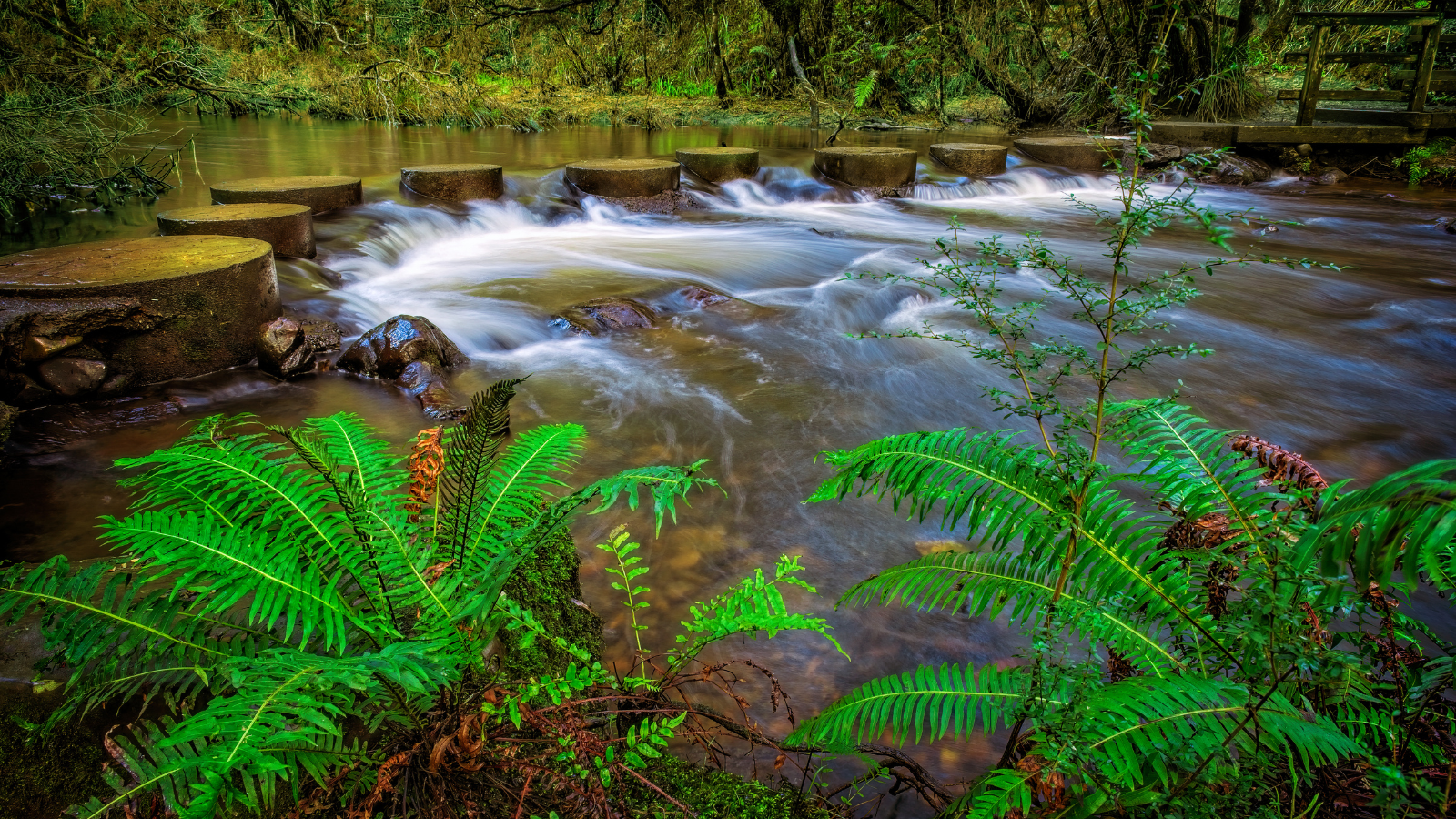 Stepping stones across the Birrarung at Big Peninsula Tunnel in East Warburton | Photo: Tracie Louise