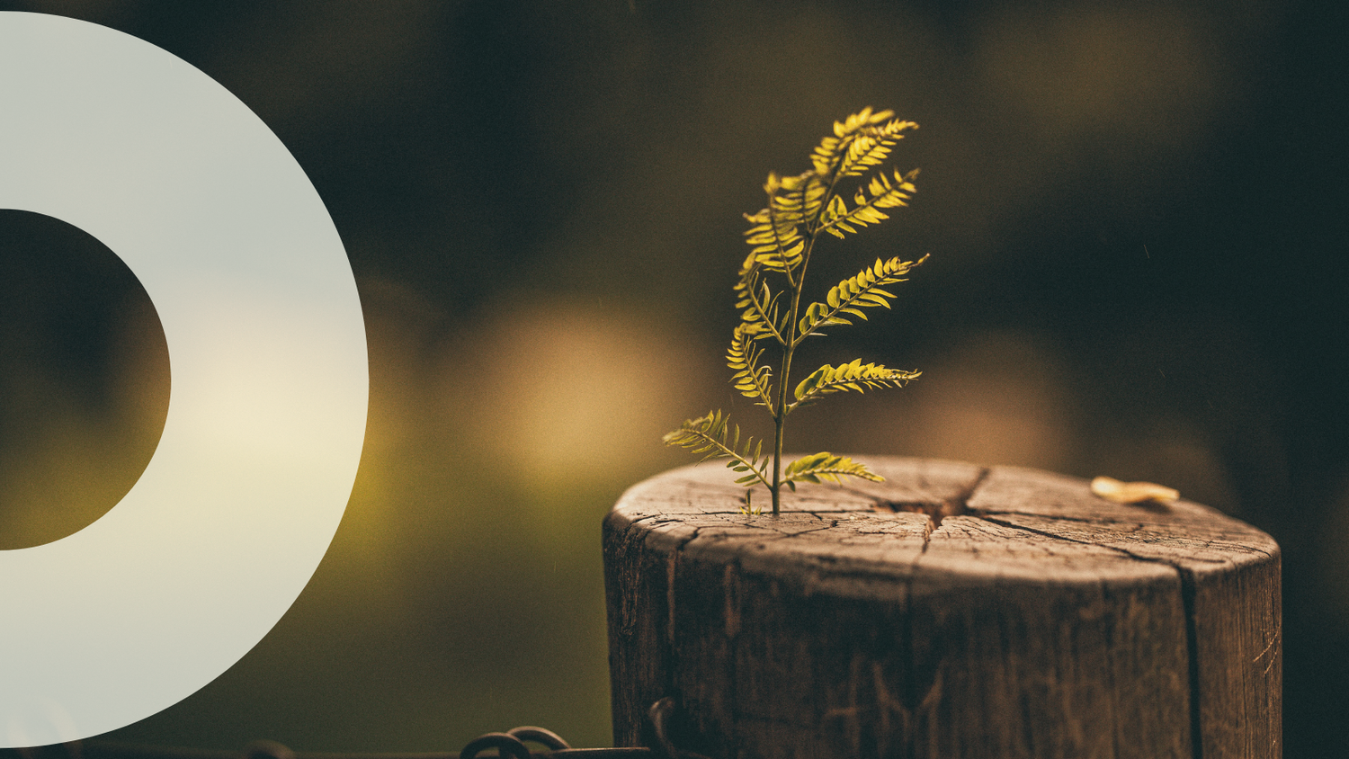 Introducing MIST, a new paradigm for systemic investment towards a regenerative Melbourne