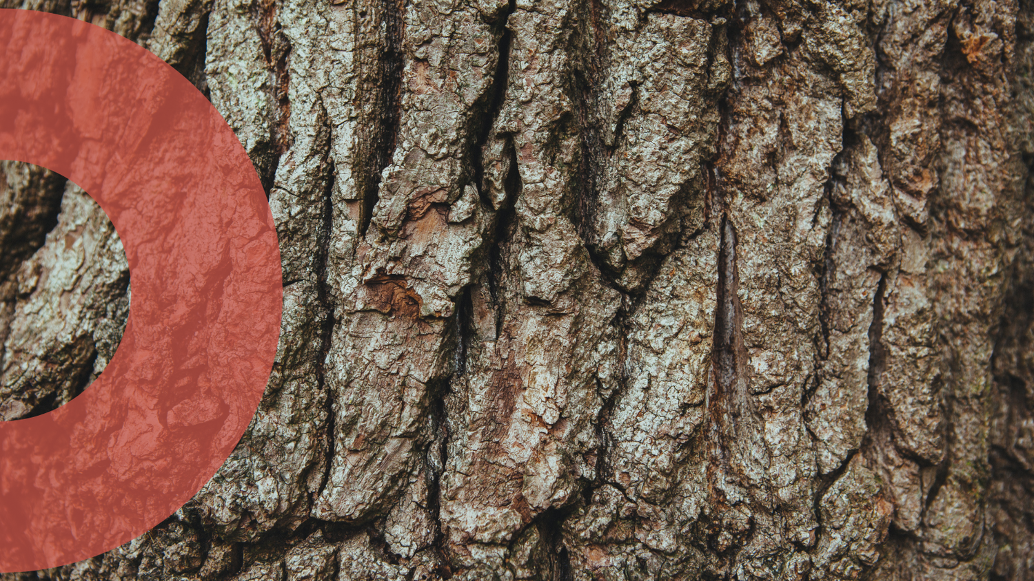 Beyond the Data: Reflecting on the Importance of Storytelling in Sustainability Conversations