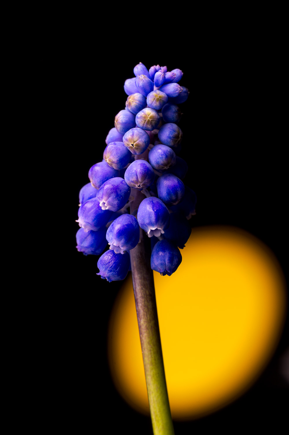 Photo Studio d'une fleur de mon jardin avec des effets de couleur