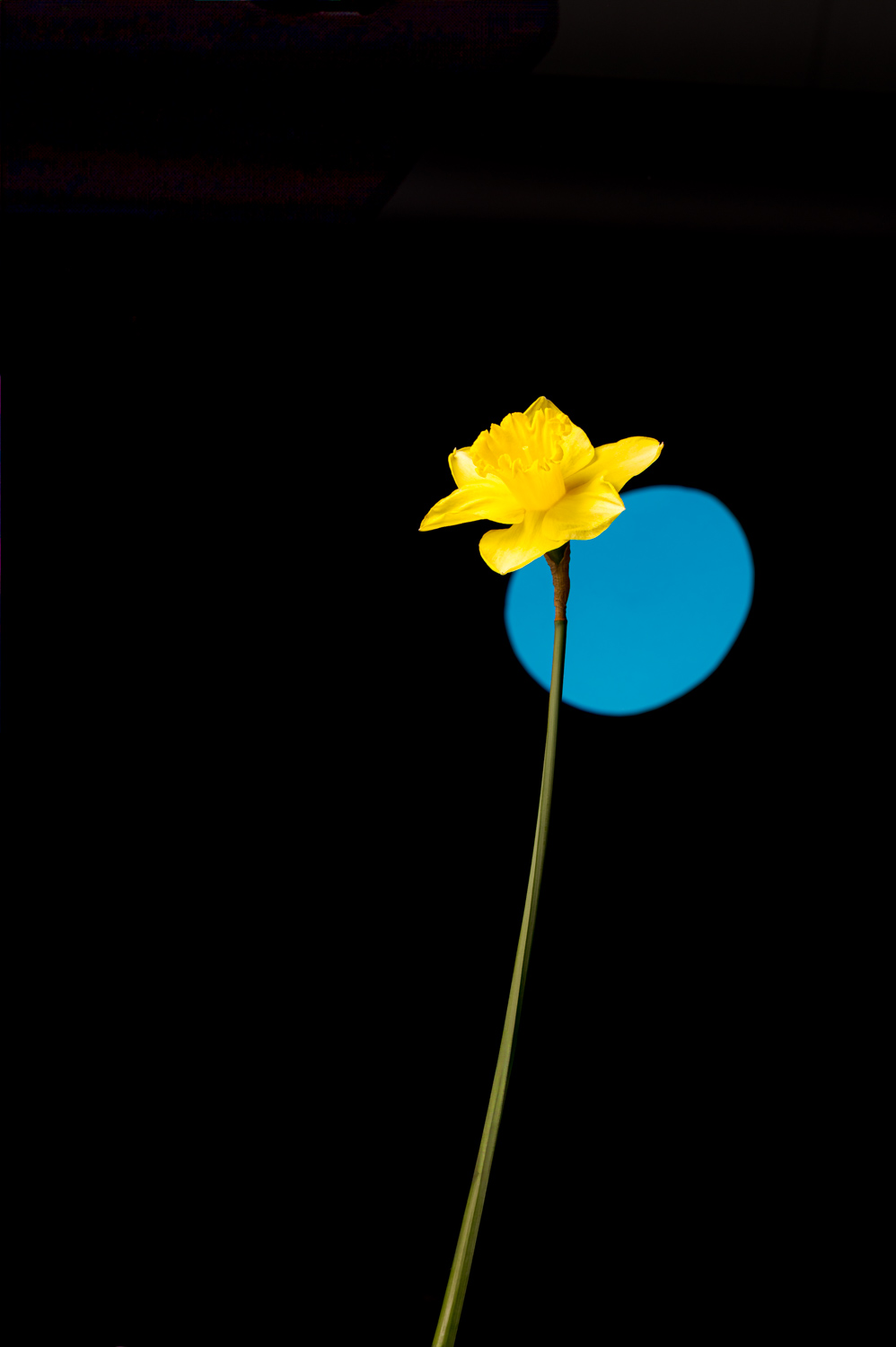 © Samuel Devantéry | Photo Studio Valais d'une fleur avec des effets de couleurs