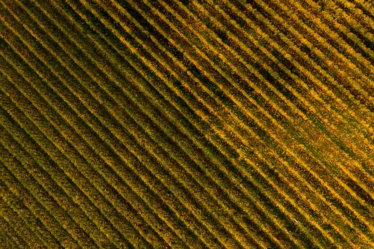 photographie aérienne du vignoble des bernunes à Sierre en automne