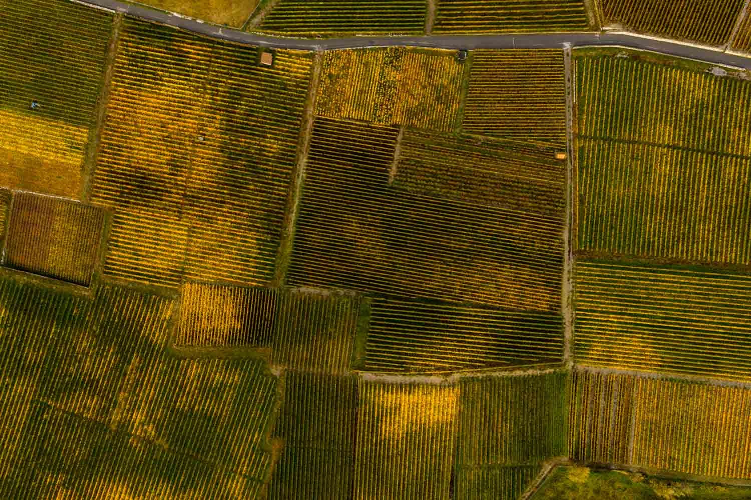 photo payage en topshot du vignoble en automne des bernunes à sierre