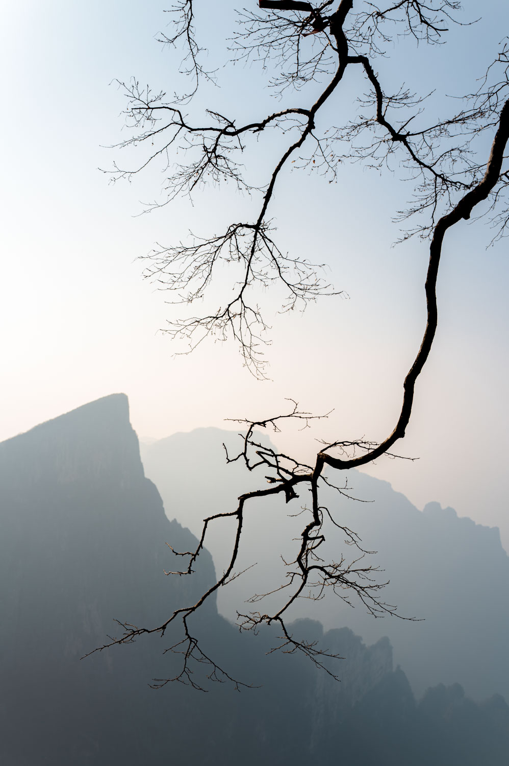 Photographie paysage d'une branche plongeante tel un éclaire et des montagnes chinoises